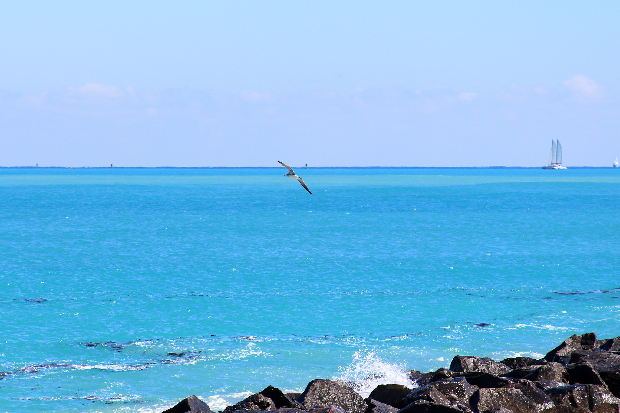 Canon EF 28-135mm F3.5-5.6 IS USM sample photo. Austrinus flying over the waters photography