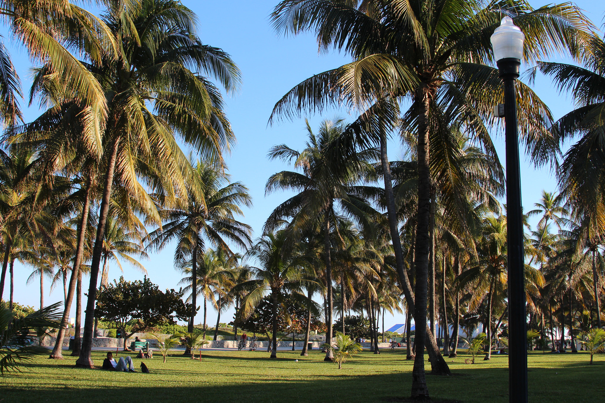 Canon EF 28-135mm F3.5-5.6 IS USM sample photo. Austrinus palm's land photography