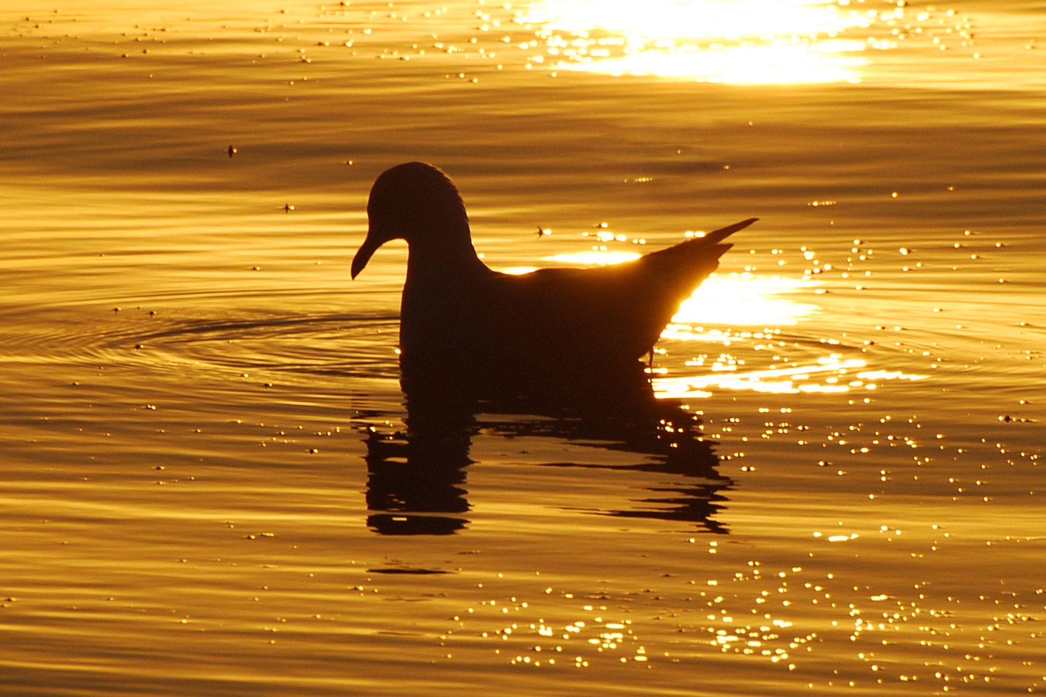 Nikon D80 sample photo. Golden light photography