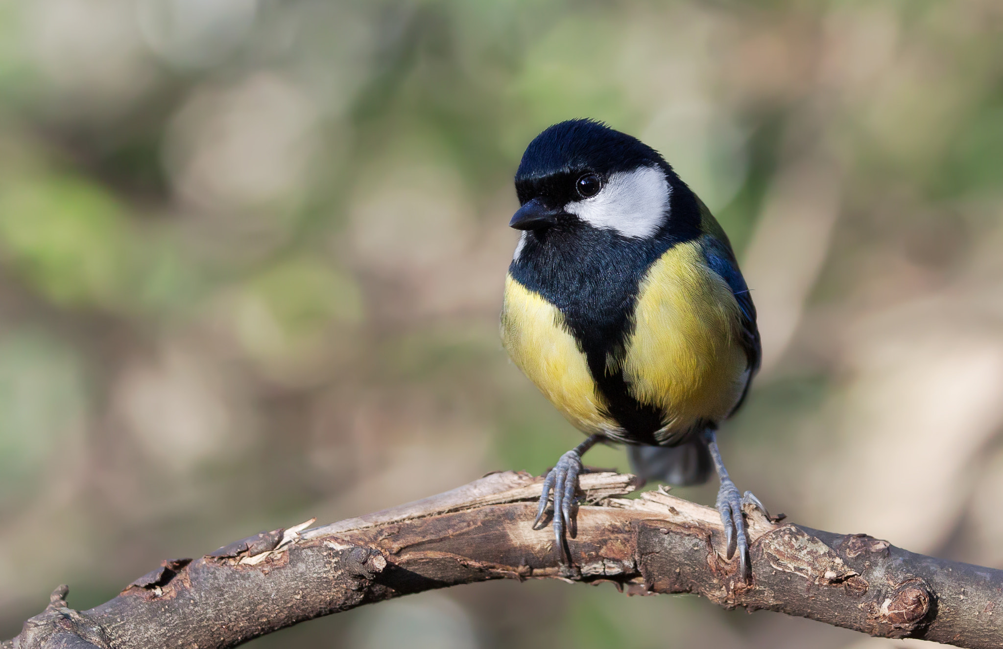 Canon EOS 50D + Canon EF 70-200mm F4L IS USM sample photo. Great tit photography