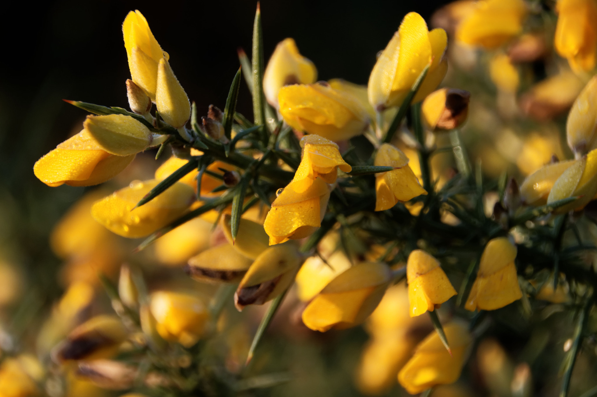 Pentax K-3 II sample photo. Gorse flowers photography