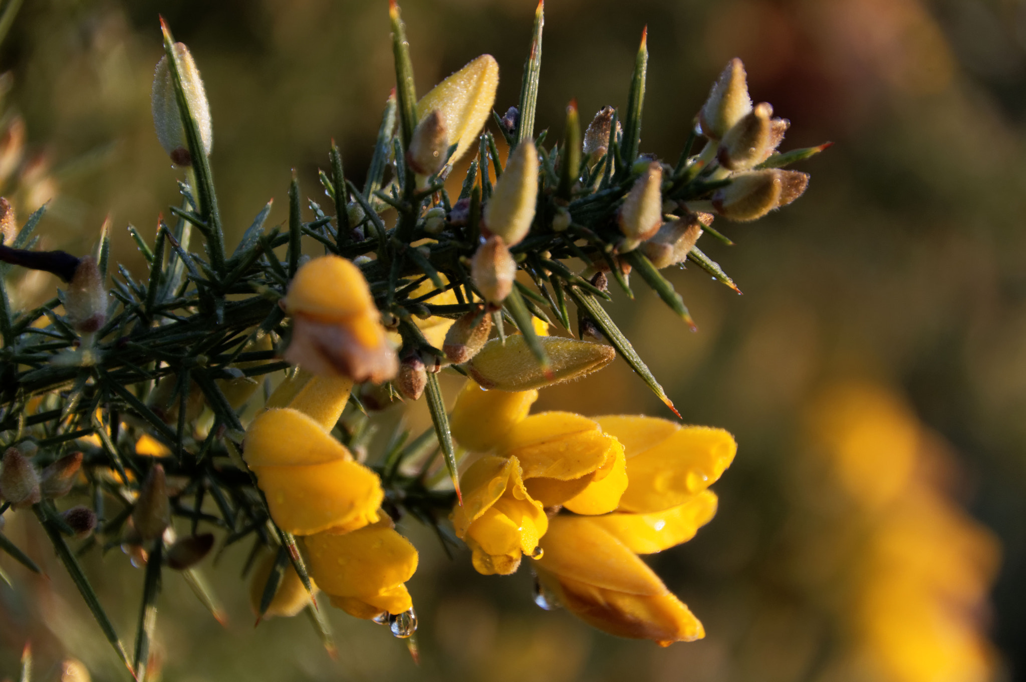 Pentax K-3 II + Pentax smc DA 18-270mm F3.5-6.3 ED SDM sample photo. Gorse flowers photography