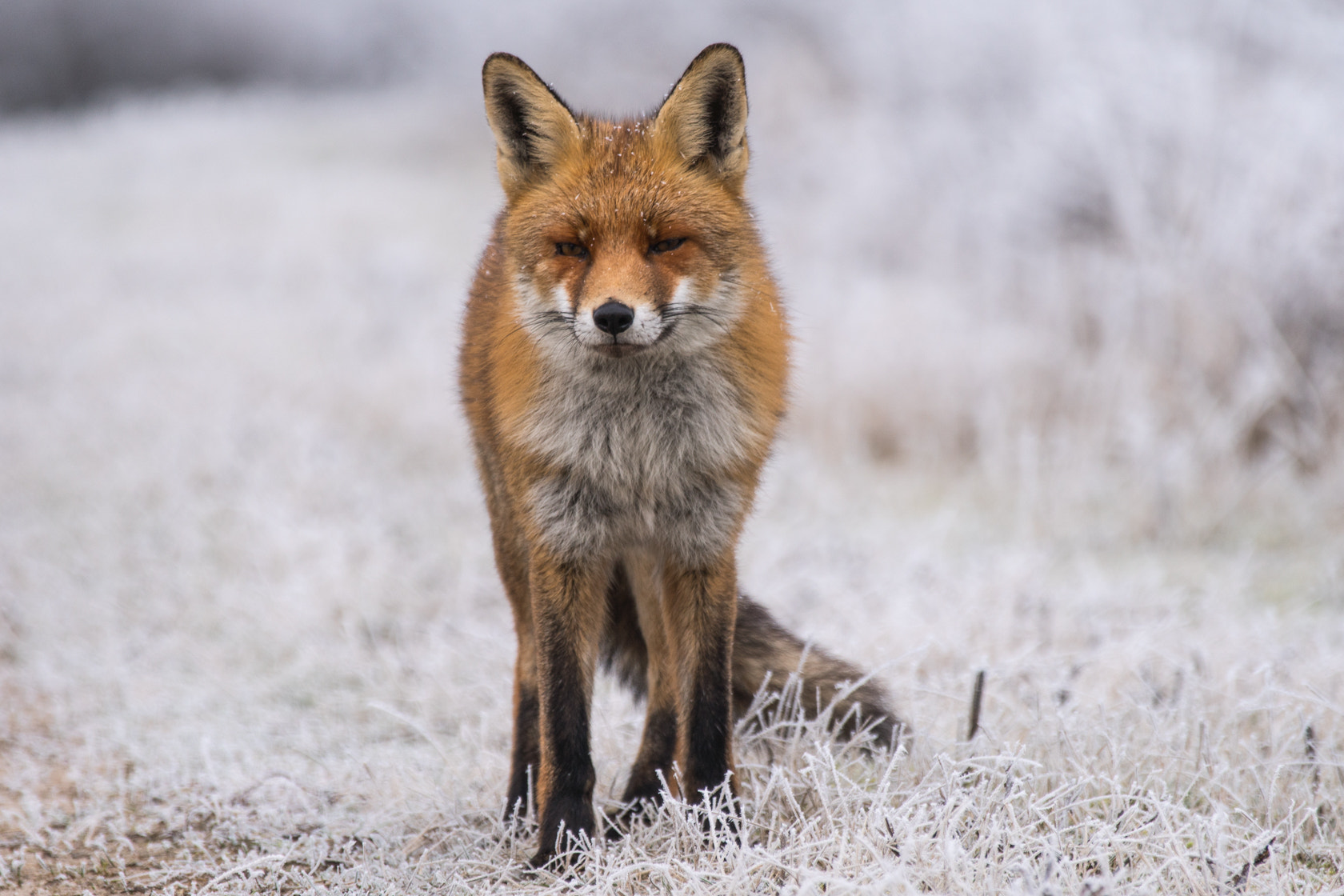 Sony 70-300mm F4.5-5.6 G SSM sample photo. Red fox, winter 2017 photography