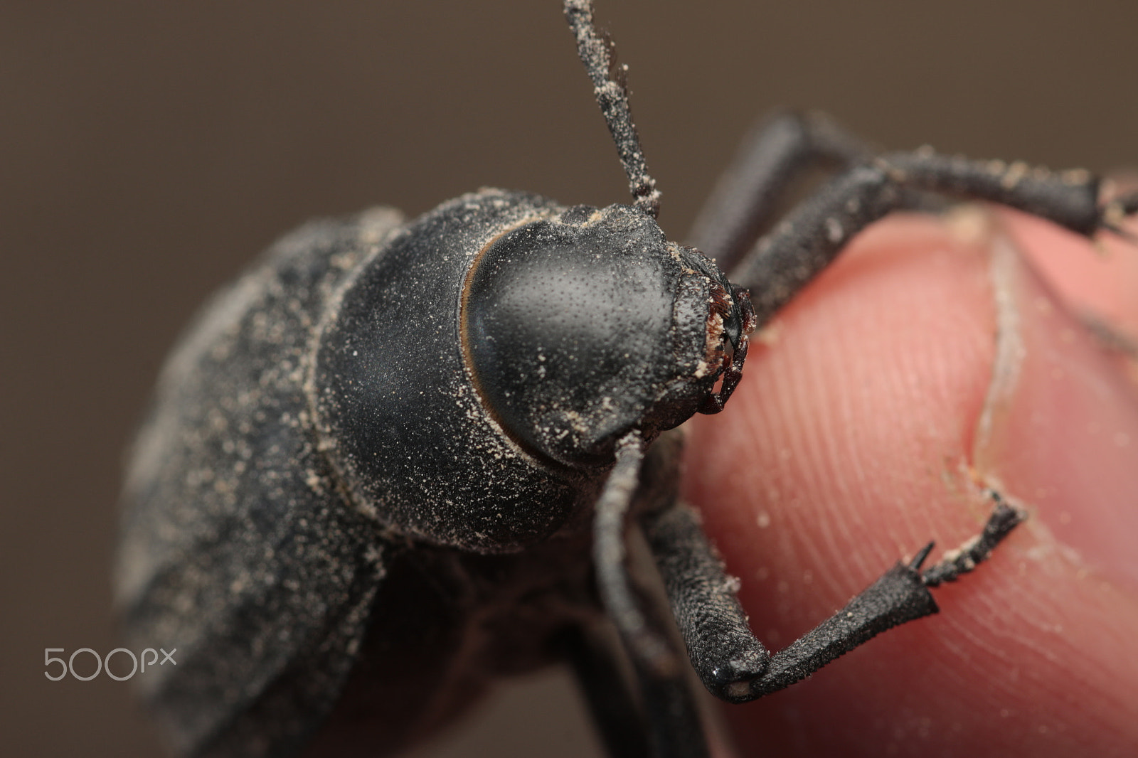 Sigma 105mm F2.8 EX DG Macro sample photo. A beetle photography