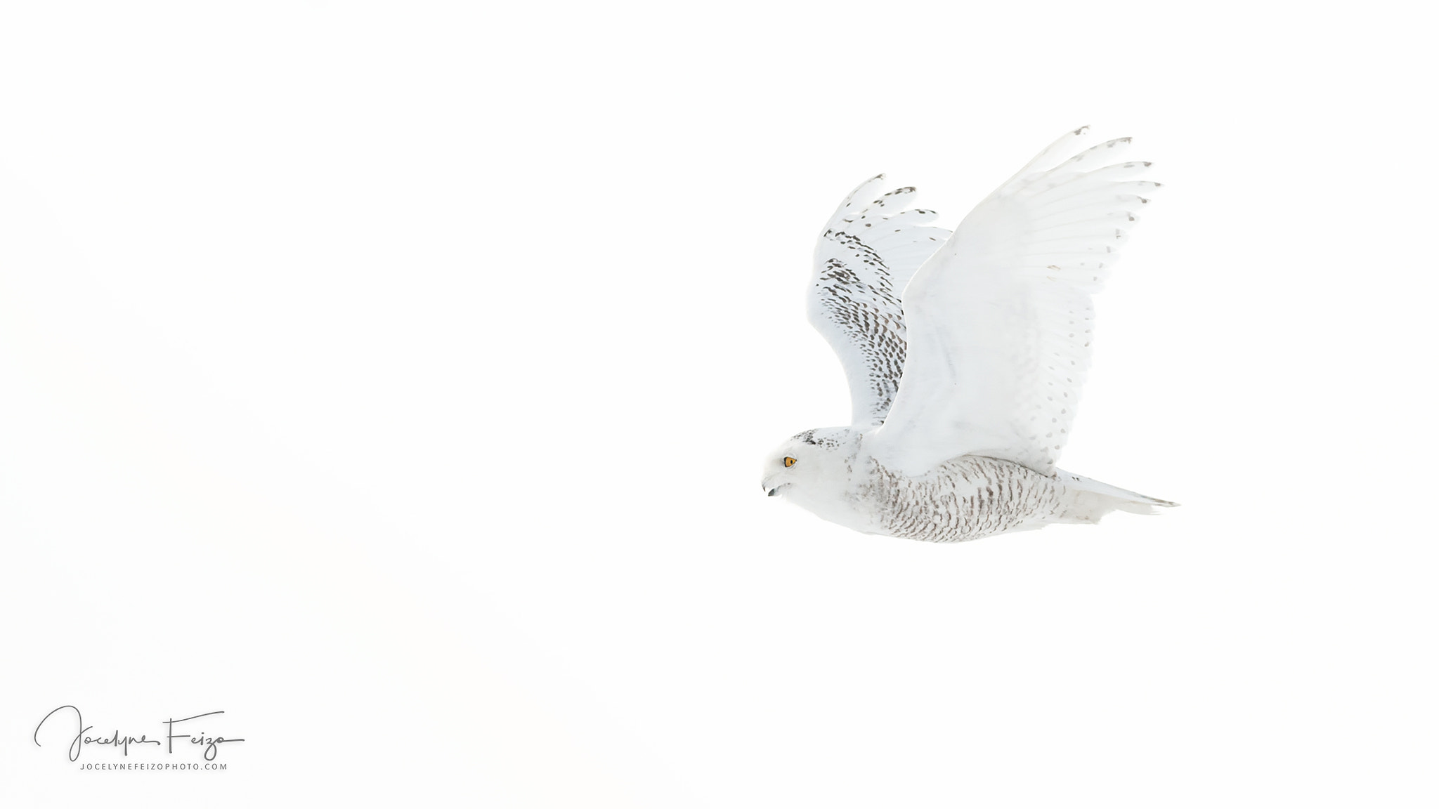 Nikon AF-S Nikkor 300mm F4D ED-IF sample photo. White on white photography