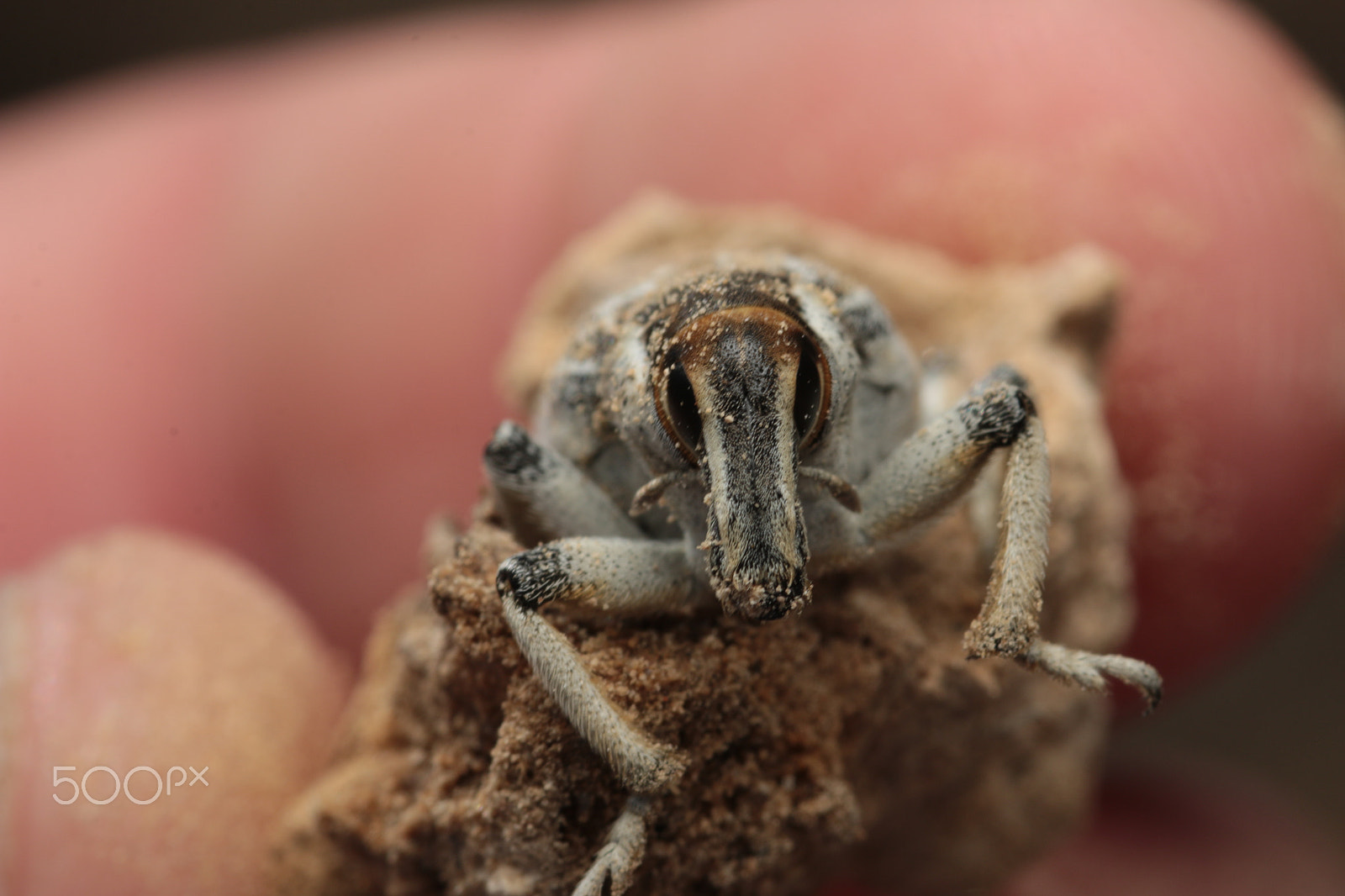 Sigma 105mm F2.8 EX DG Macro sample photo. Conorynchus bug photography