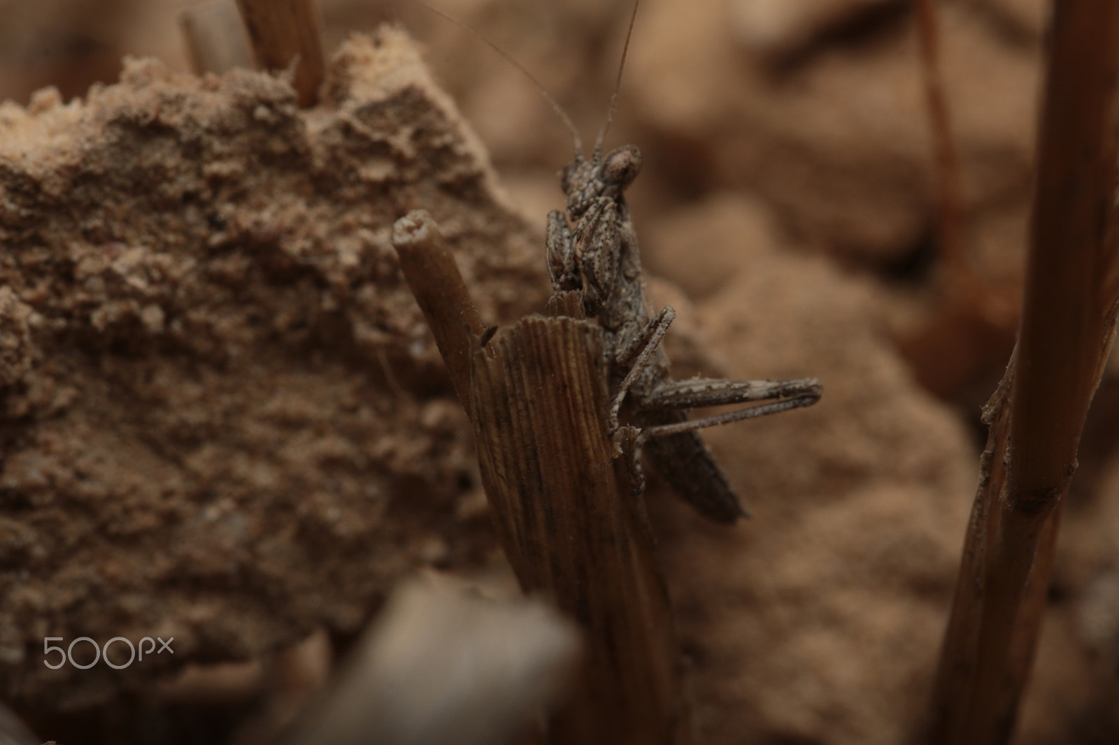 Canon EOS 70D + Sigma 105mm F2.8 EX DG Macro sample photo. Desert mantis photography