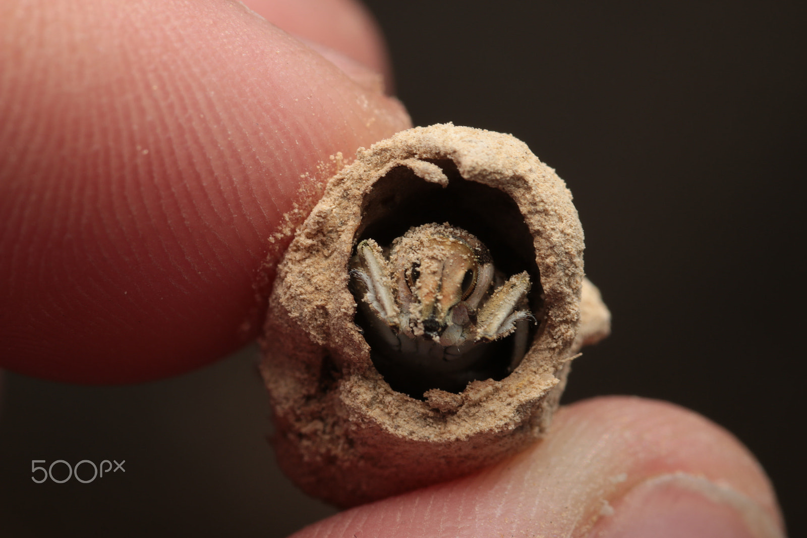 Sigma 105mm F2.8 EX DG Macro sample photo. Conorynchus bug photography