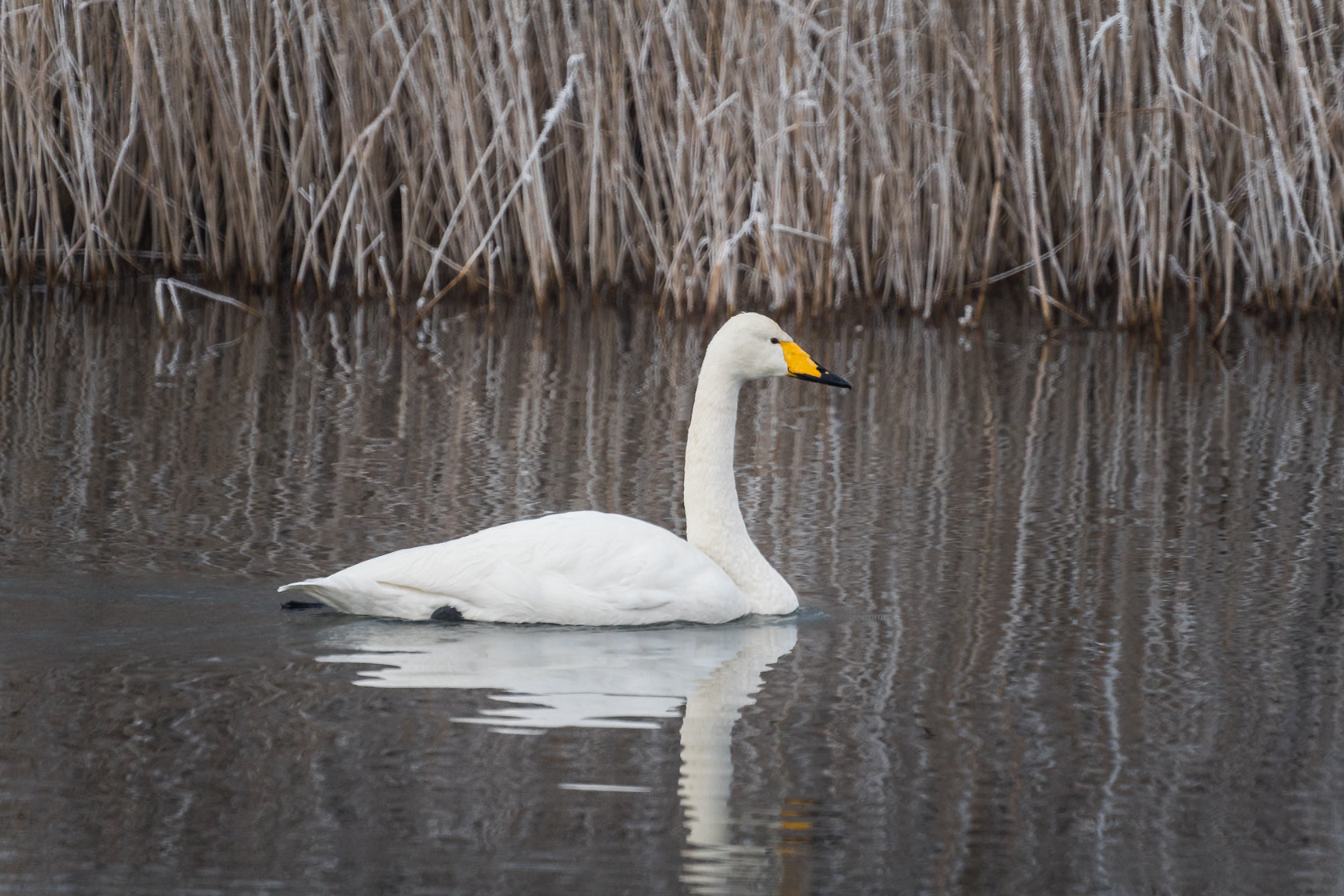 Sony a6500 sample photo. Whooper swan, winter 2017 photography