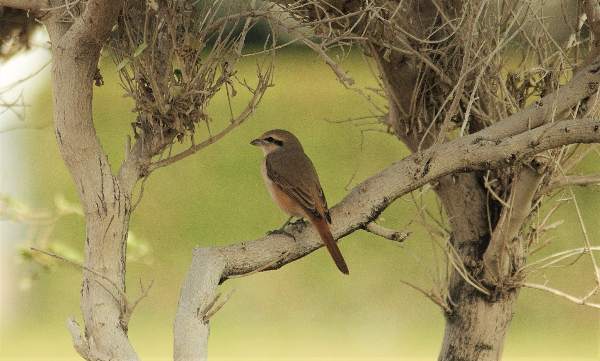 Pentax K-3 + smc PENTAX-F* 300mm F4.5 ED[IF] sample photo. Shrike bird . photography