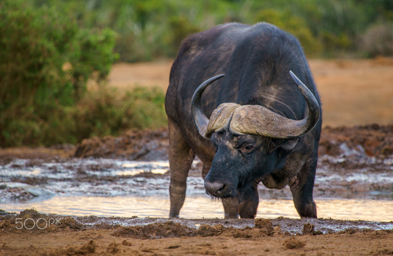 Sony a7R + Sony DT 50mm F1.8 SAM sample photo. Cape buffalo photography