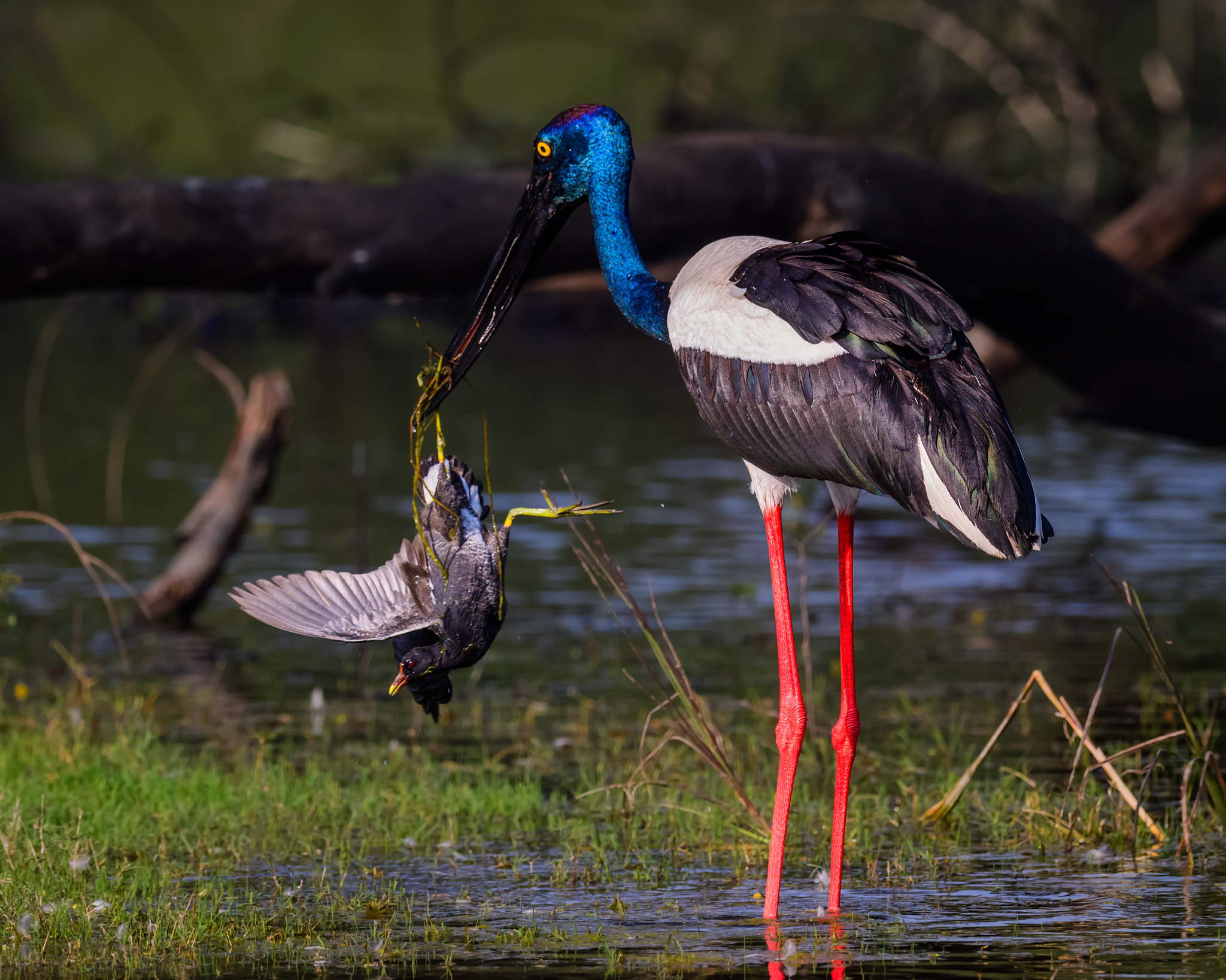 Nikon AF-S Nikkor 800mm F5.6E FL ED VR sample photo. Catch of a life-time! photography