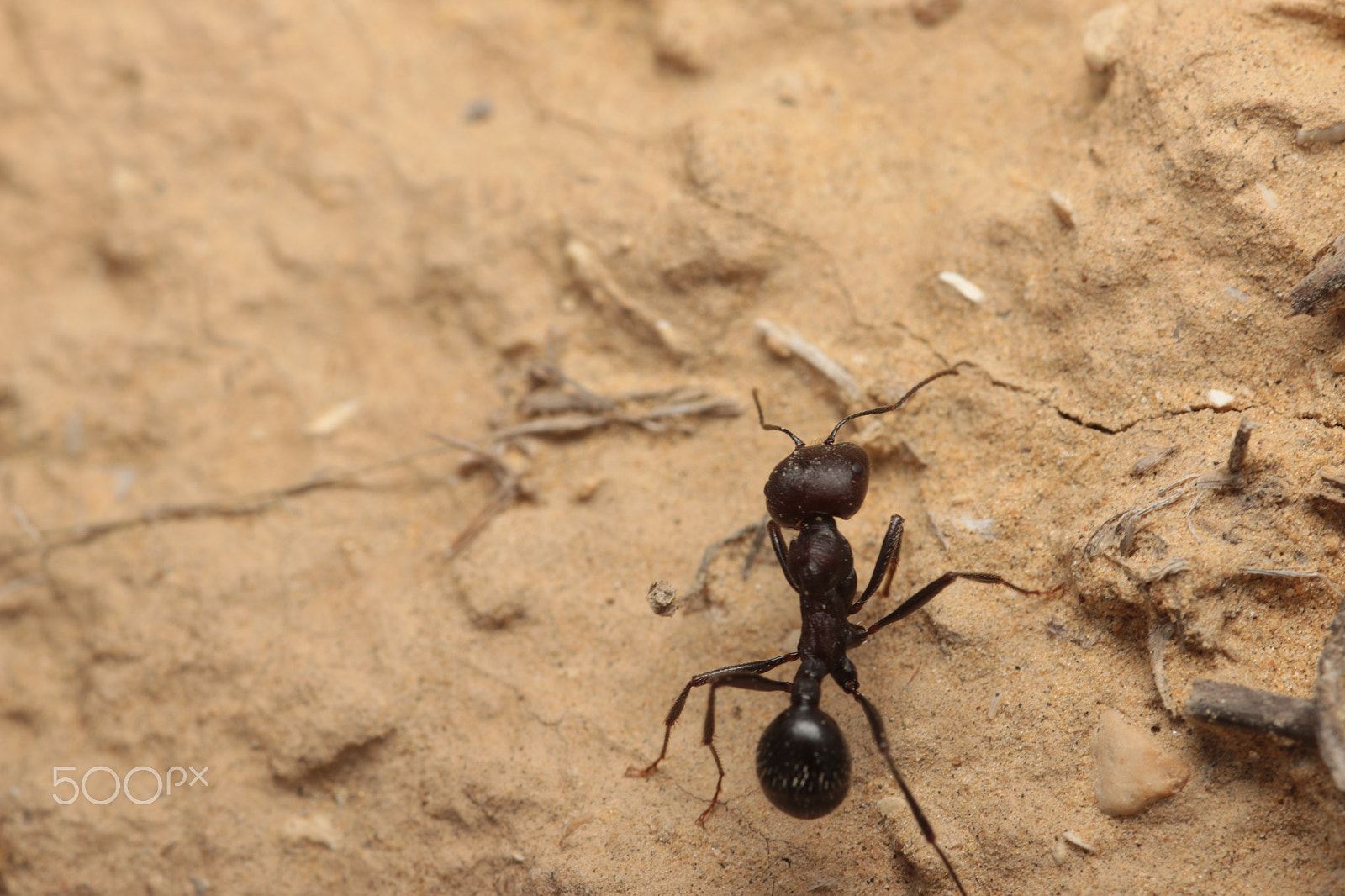 Canon EOS 70D sample photo. Ant photography