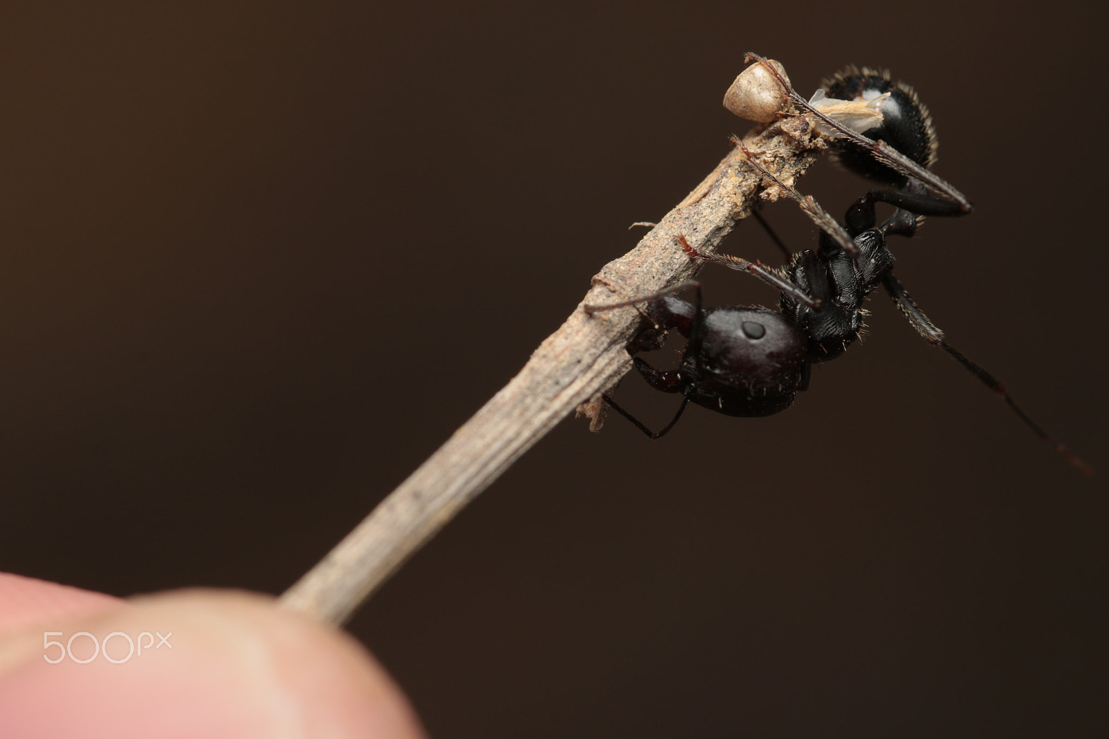 Sigma 105mm F2.8 EX DG Macro sample photo. Ant gripping photography