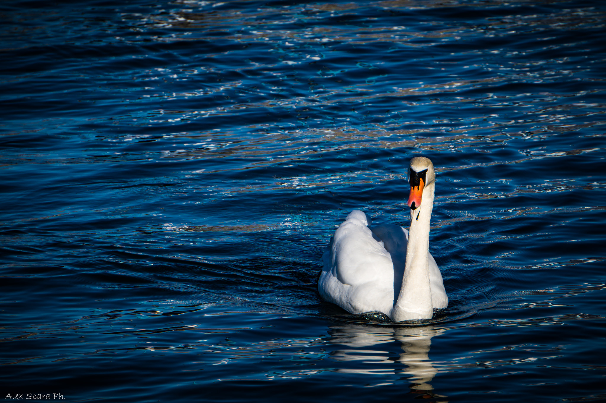 Sony Alpha a3000 sample photo. The swan photography