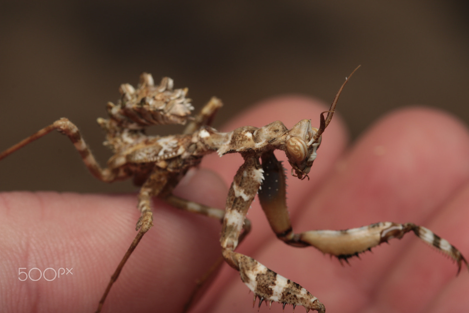 Canon EOS 70D sample photo. Devil's flower mantis photography