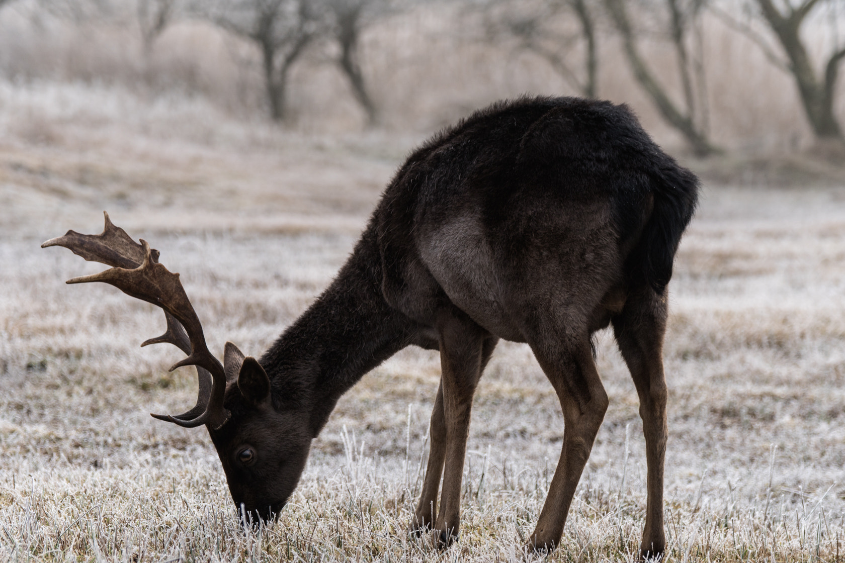 Sony 70-300mm F4.5-5.6 G SSM sample photo. Fallow deer, winter 2017 photography
