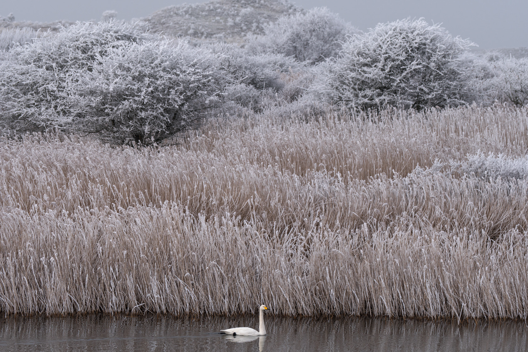 Sony a6500 sample photo. Whooper swan, winter 2017 photography