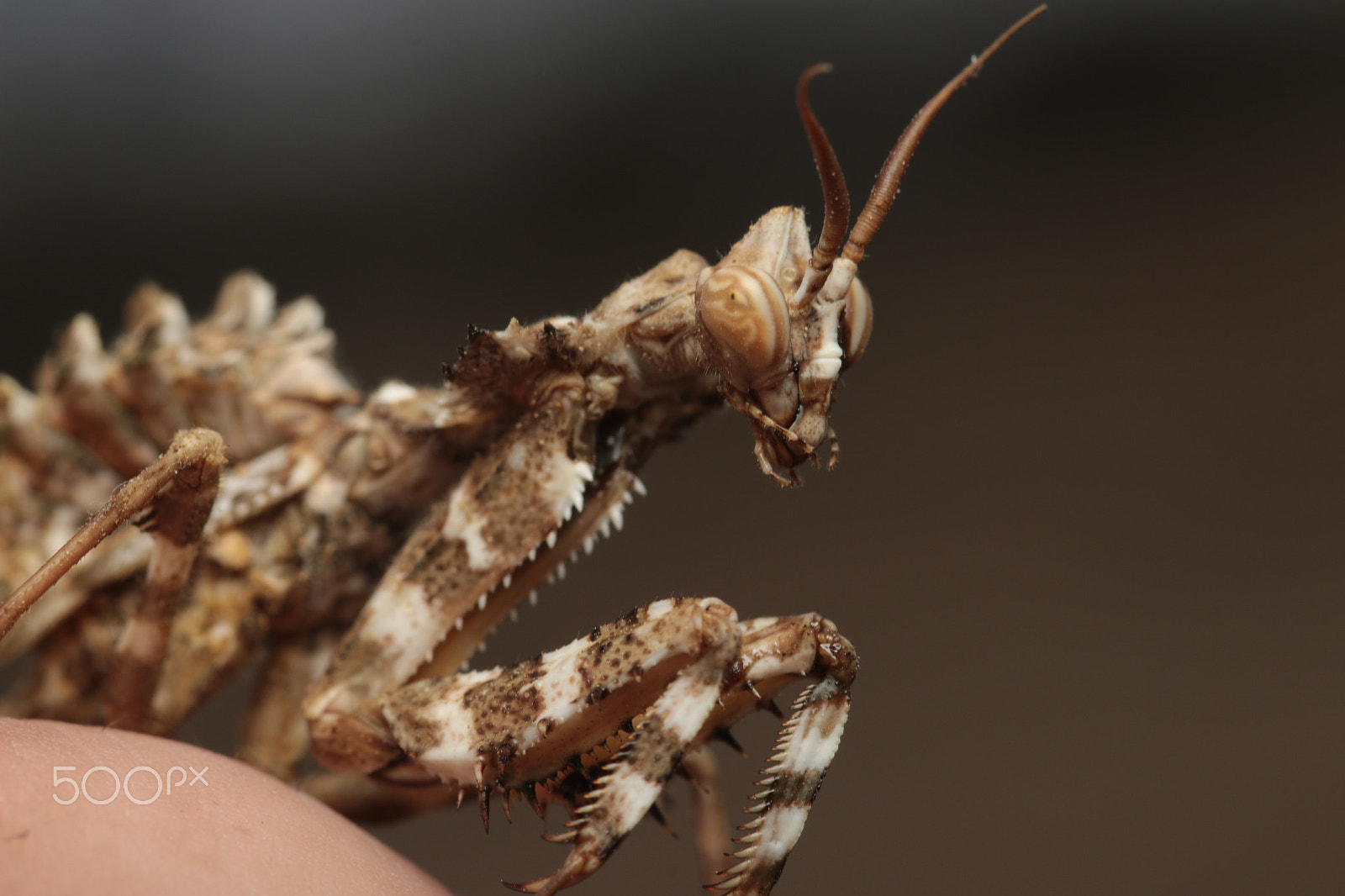 Sigma 105mm F2.8 EX DG Macro sample photo. Devil's flower mantis photography
