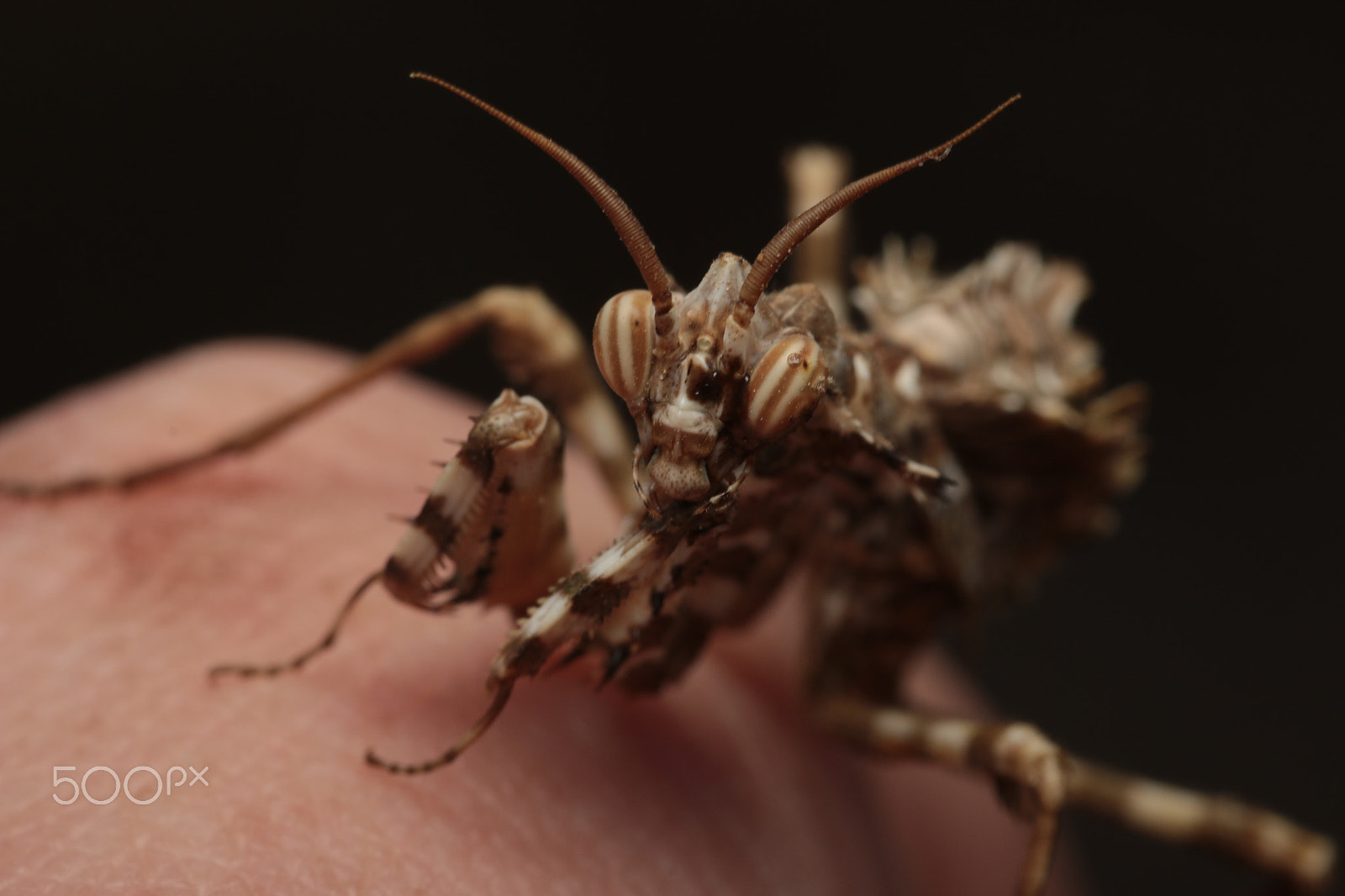 Sigma 105mm F2.8 EX DG Macro sample photo. Devil's flower mantis photography