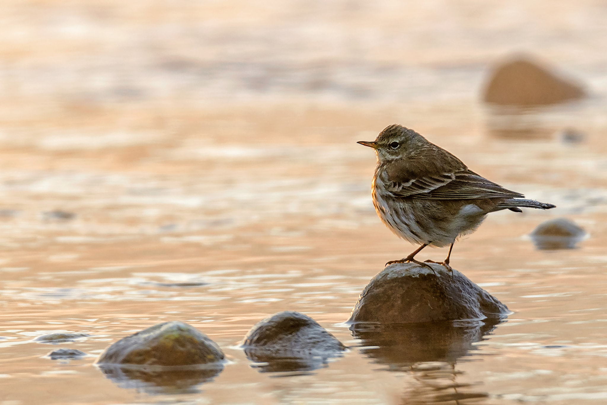Nikon D610 + Tamron SP 150-600mm F5-6.3 Di VC USD sample photo. Water pipit in dawn backlight photography