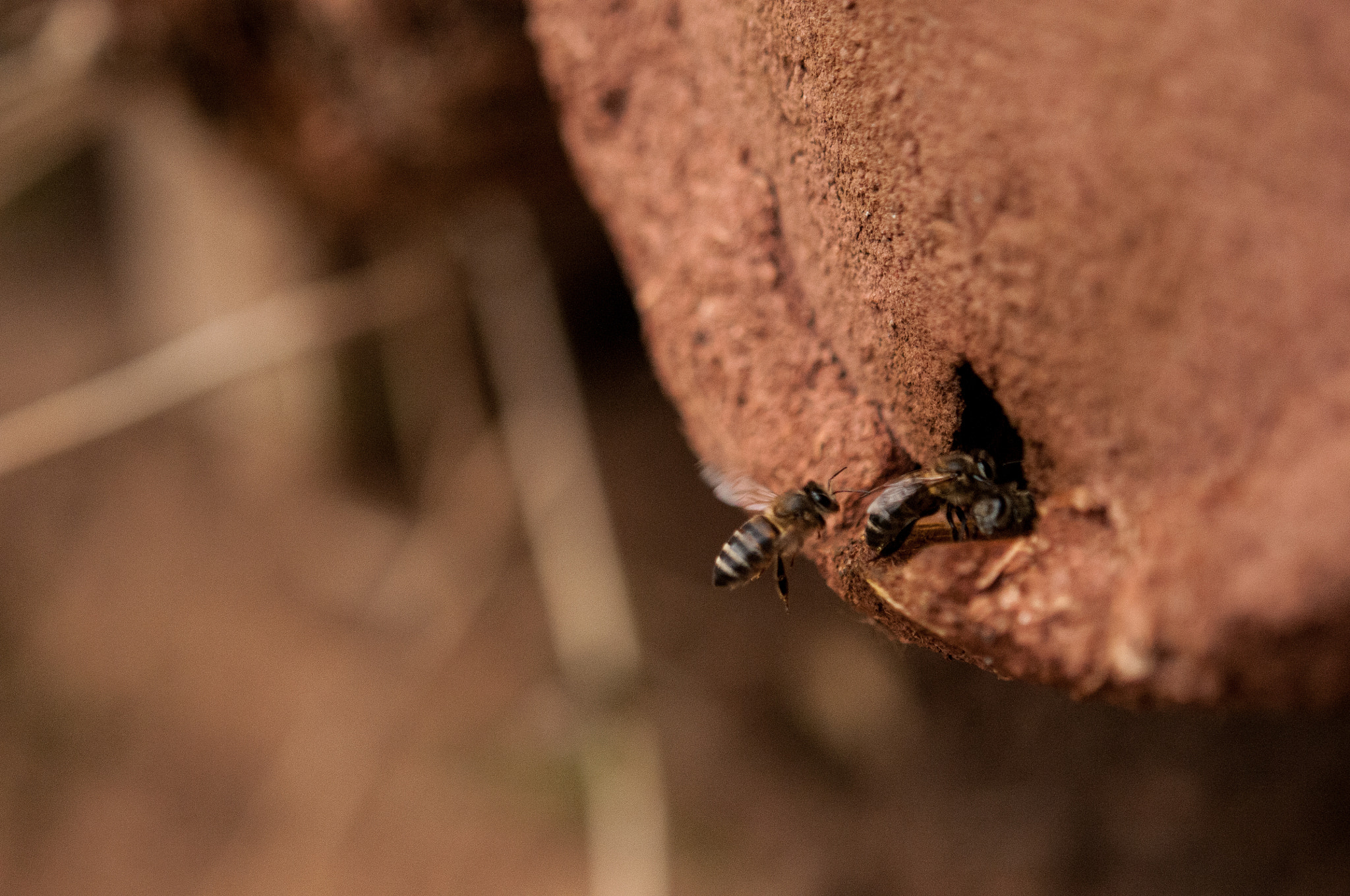 Nikon D300 sample photo. Bees traditional hive photography