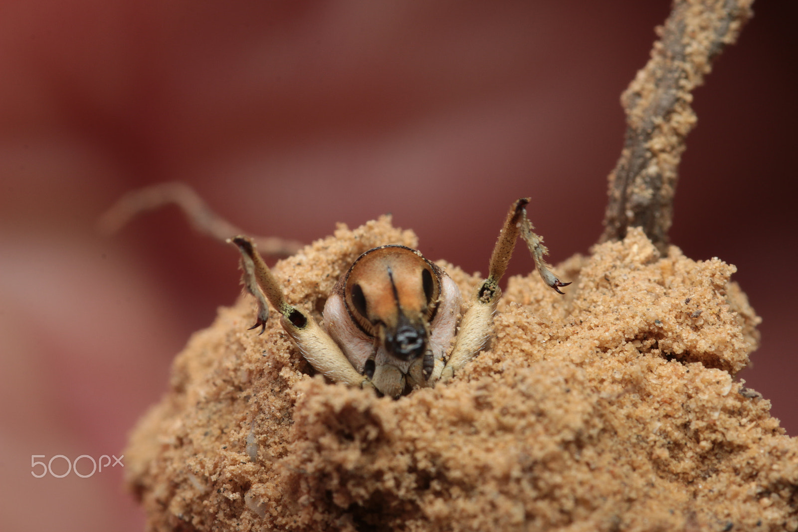 Sigma 105mm F2.8 EX DG Macro sample photo. Conorynchus bug photography