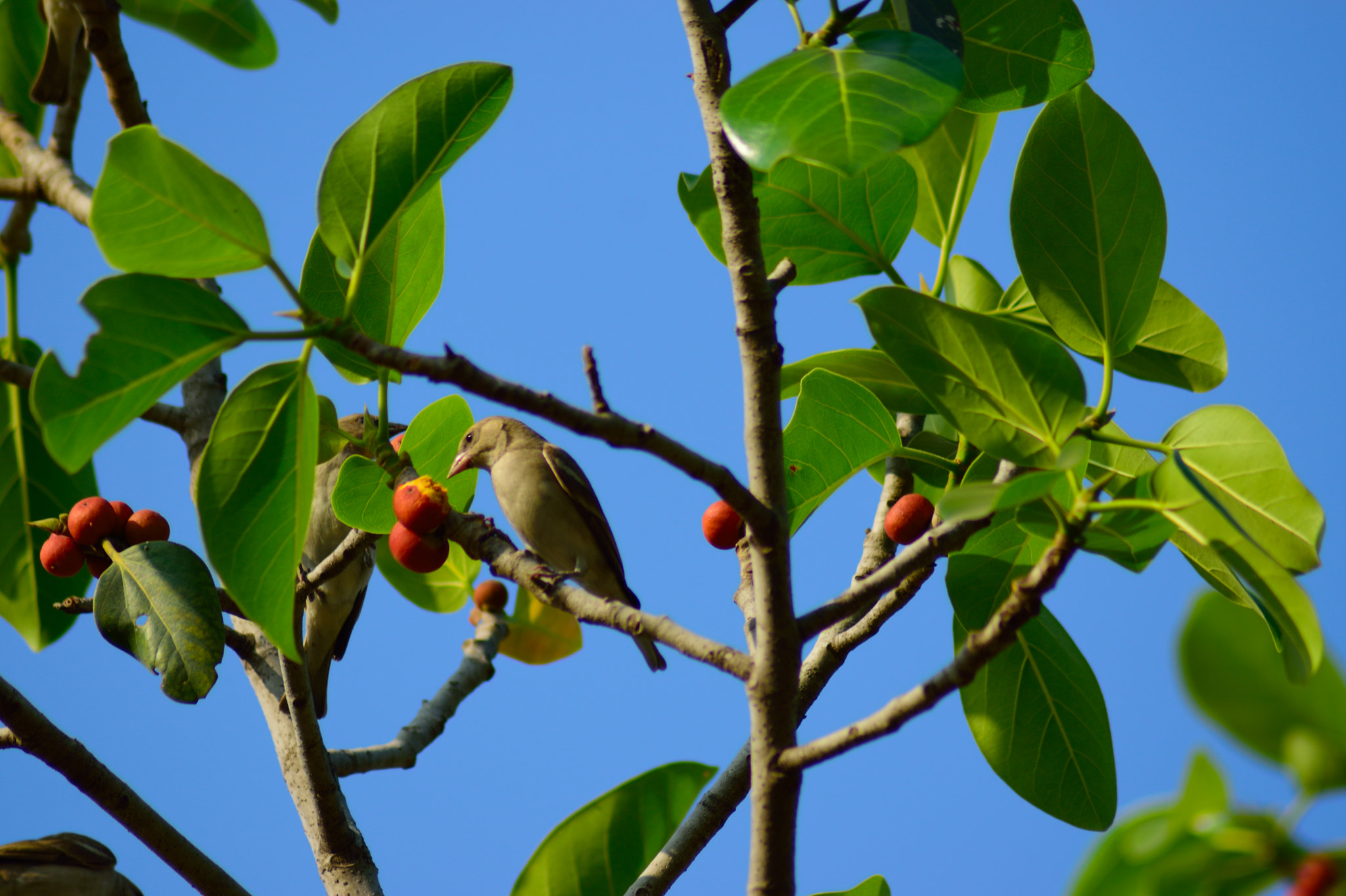 Nikon AF Nikkor 70-300mm F4-5.6G sample photo. Bird eating fruit photography