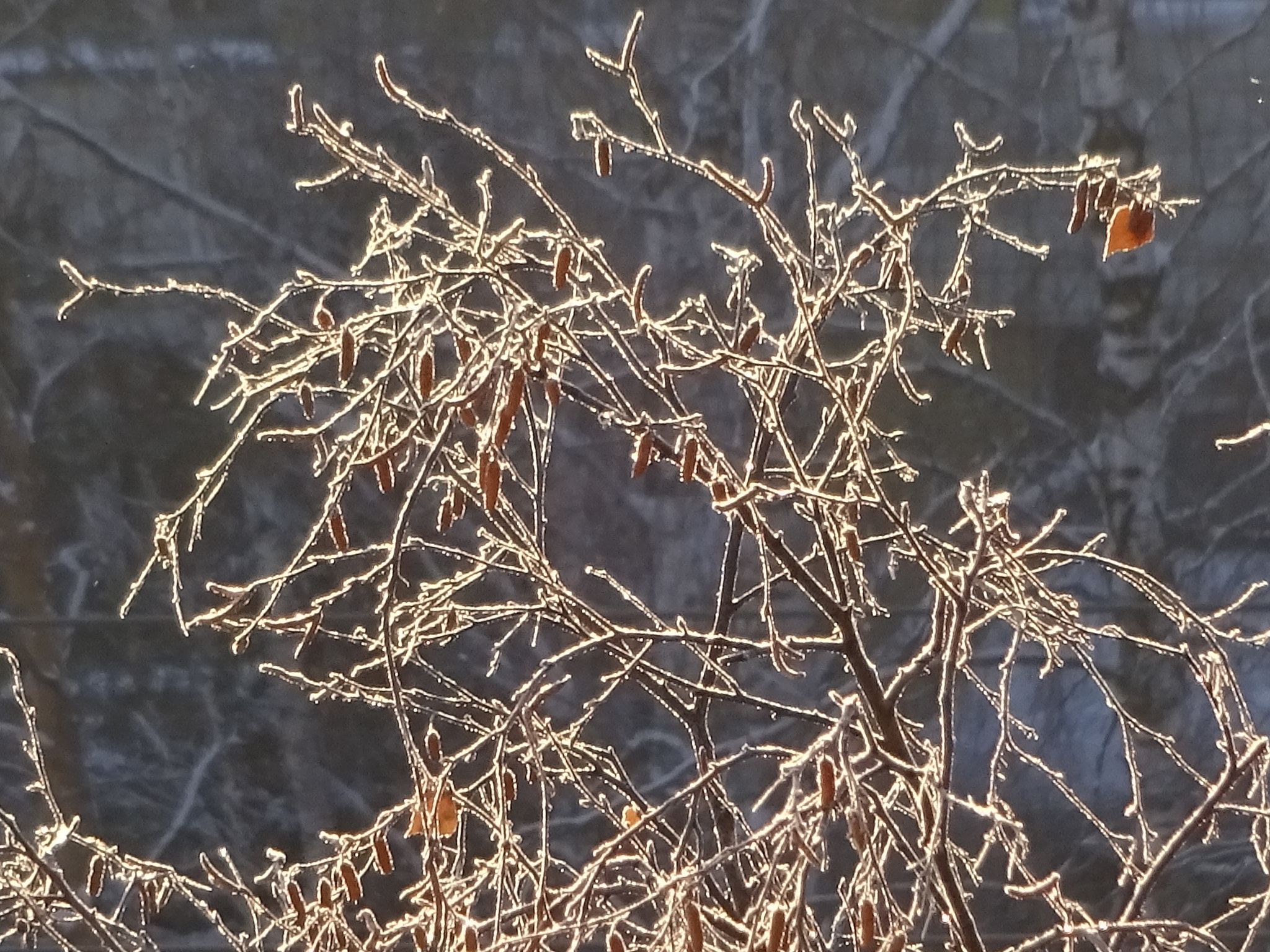 Sony Cyber-shot DSC-WX220 sample photo. Frosty morning photography