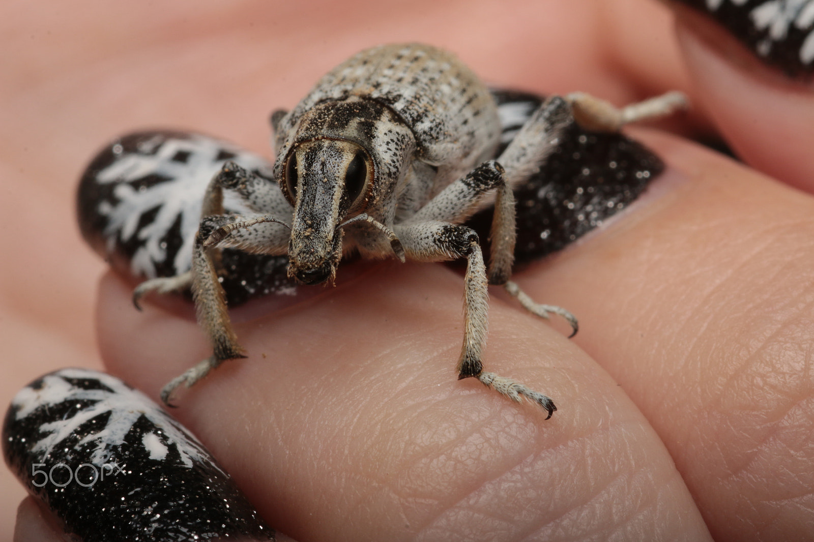 Sigma 105mm F2.8 EX DG Macro sample photo. Conorynchus bug photography