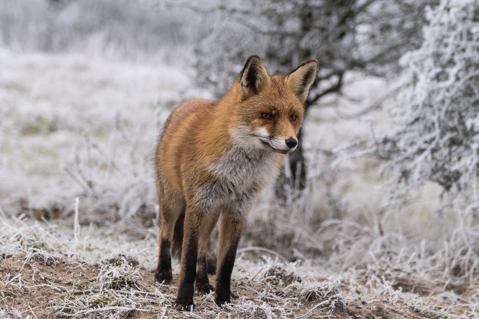 Sony a6500 + Sony 70-300mm F4.5-5.6 G SSM sample photo. Red fox, winter 2017 photography