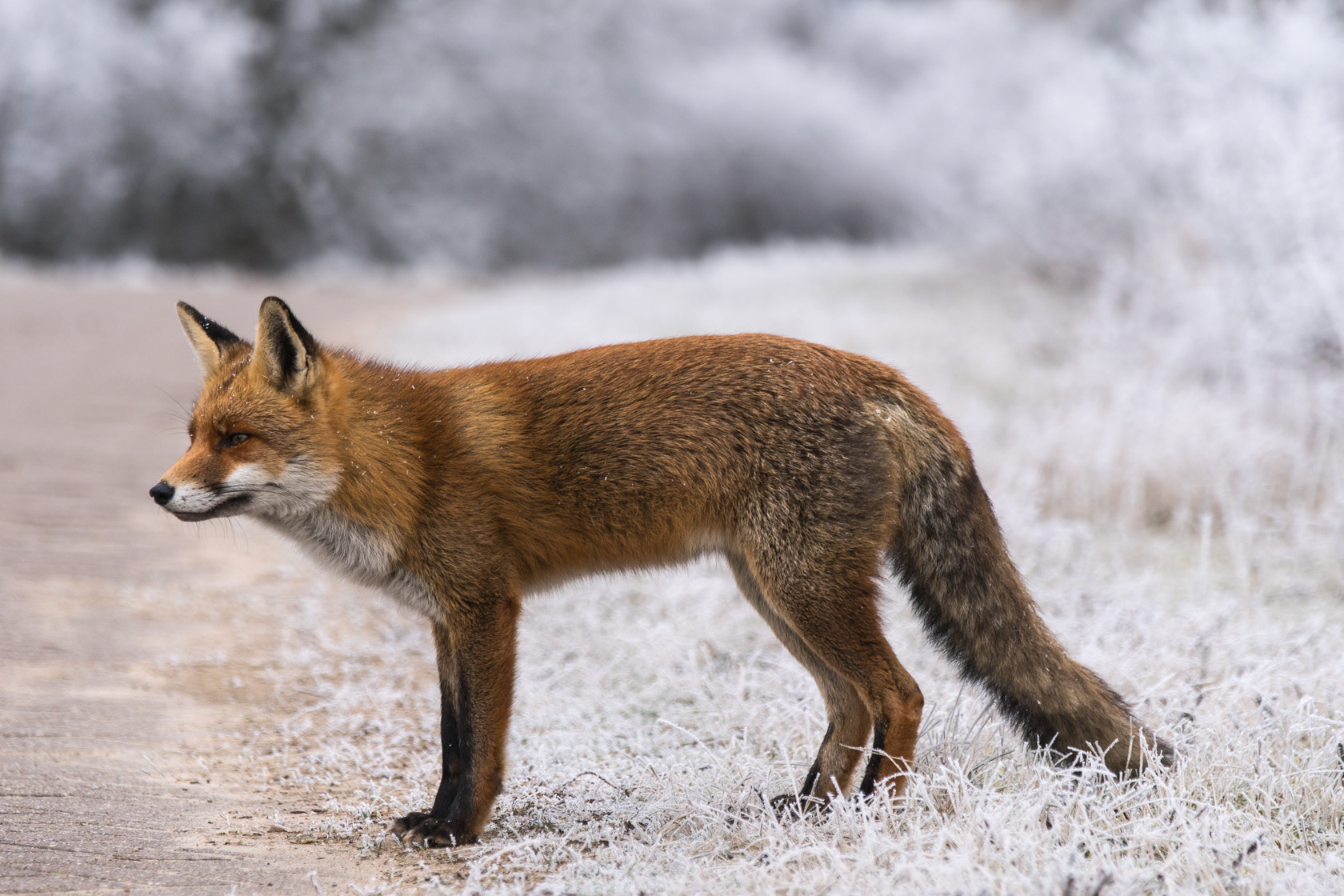 Sony a6500 + Sony 70-300mm F4.5-5.6 G SSM sample photo. Red fox, winter 2017 photography