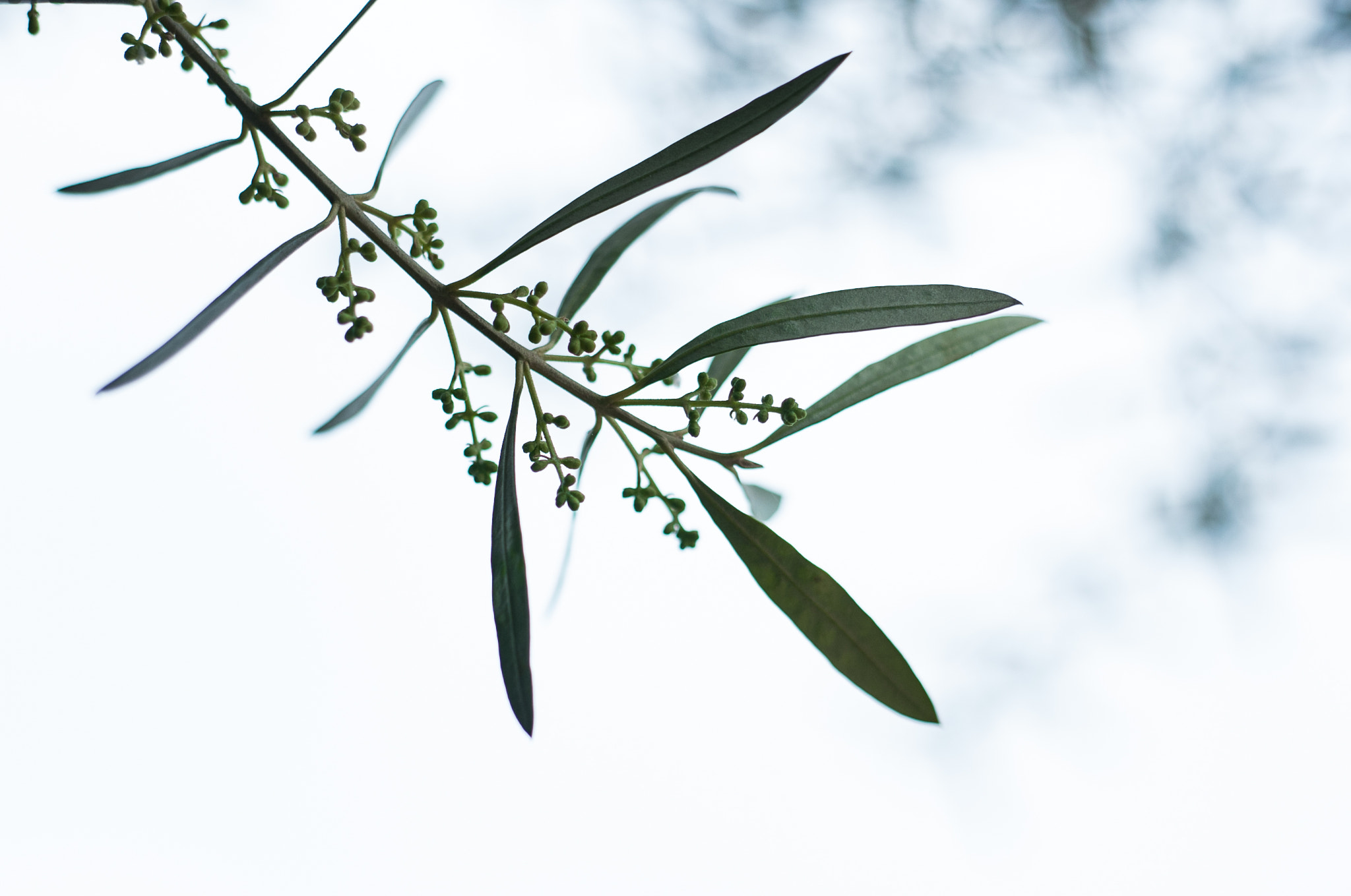 Nikon D3 sample photo. The olive tree photography