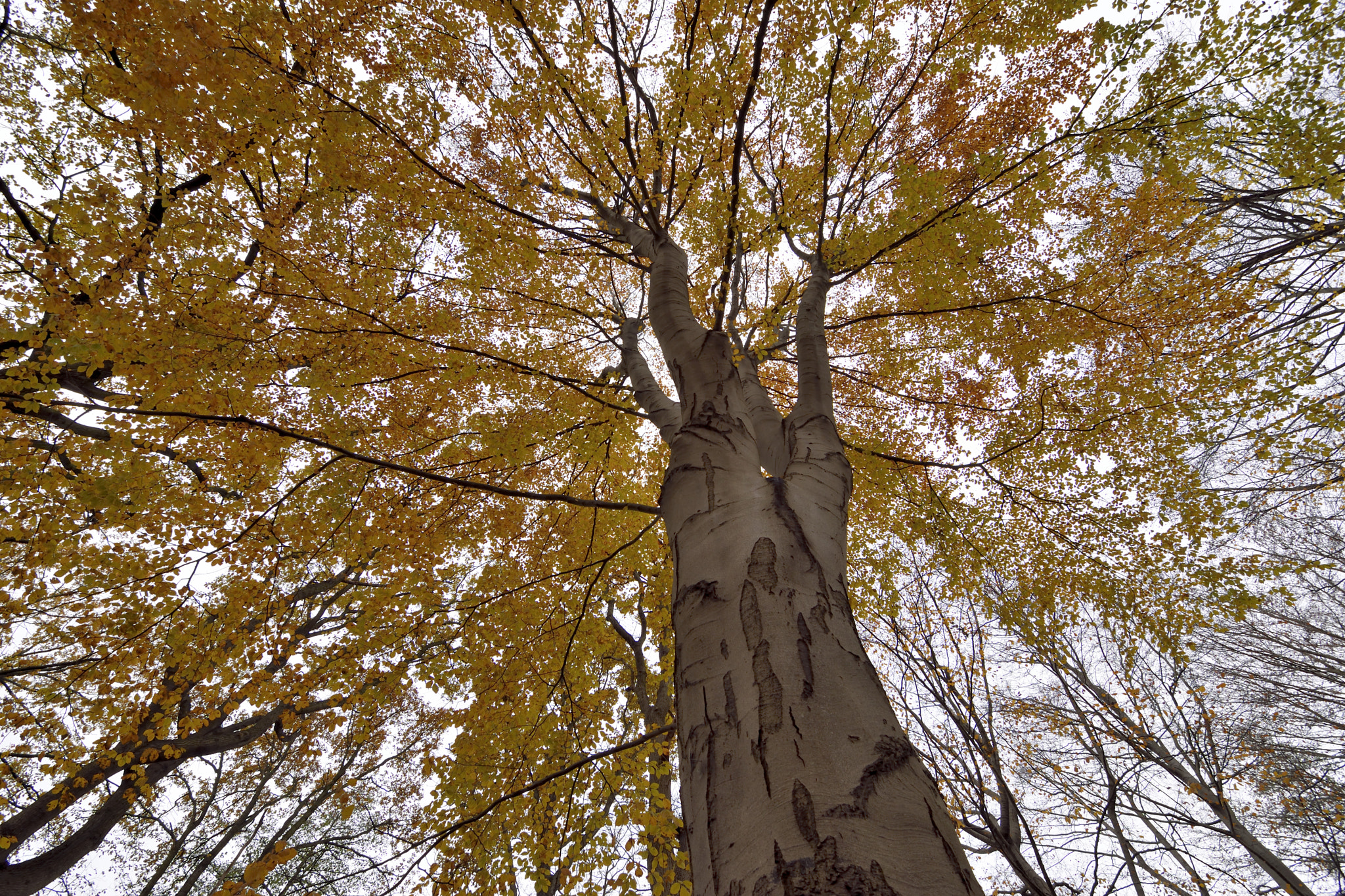 Nikon D5500 sample photo. The big one photography