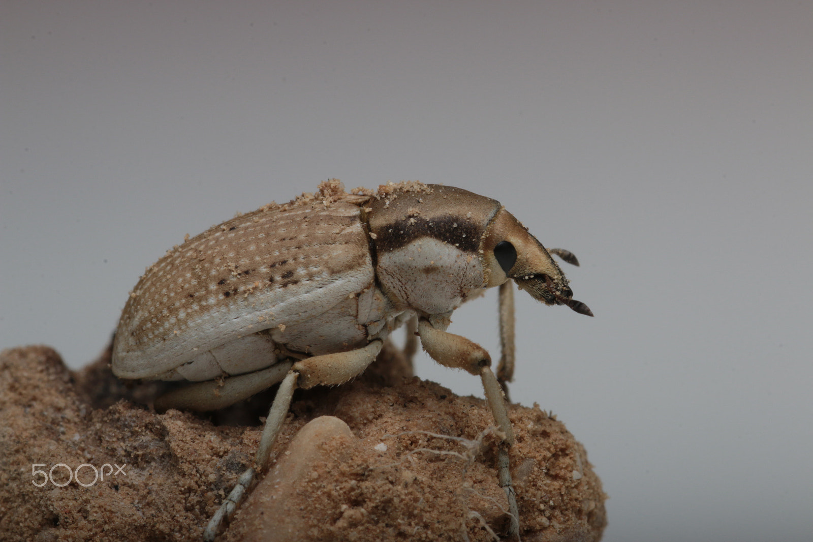 Sigma 105mm F2.8 EX DG Macro sample photo. Conorynchus bug photography