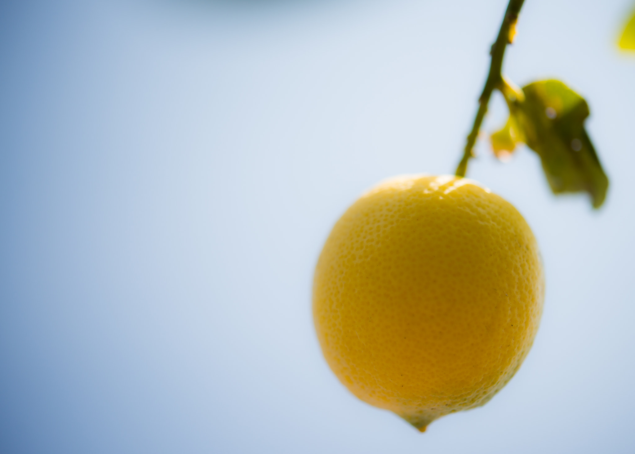 Nikon AF-S Micro-Nikkor 60mm F2.8G ED sample photo. Lemon on tree photography