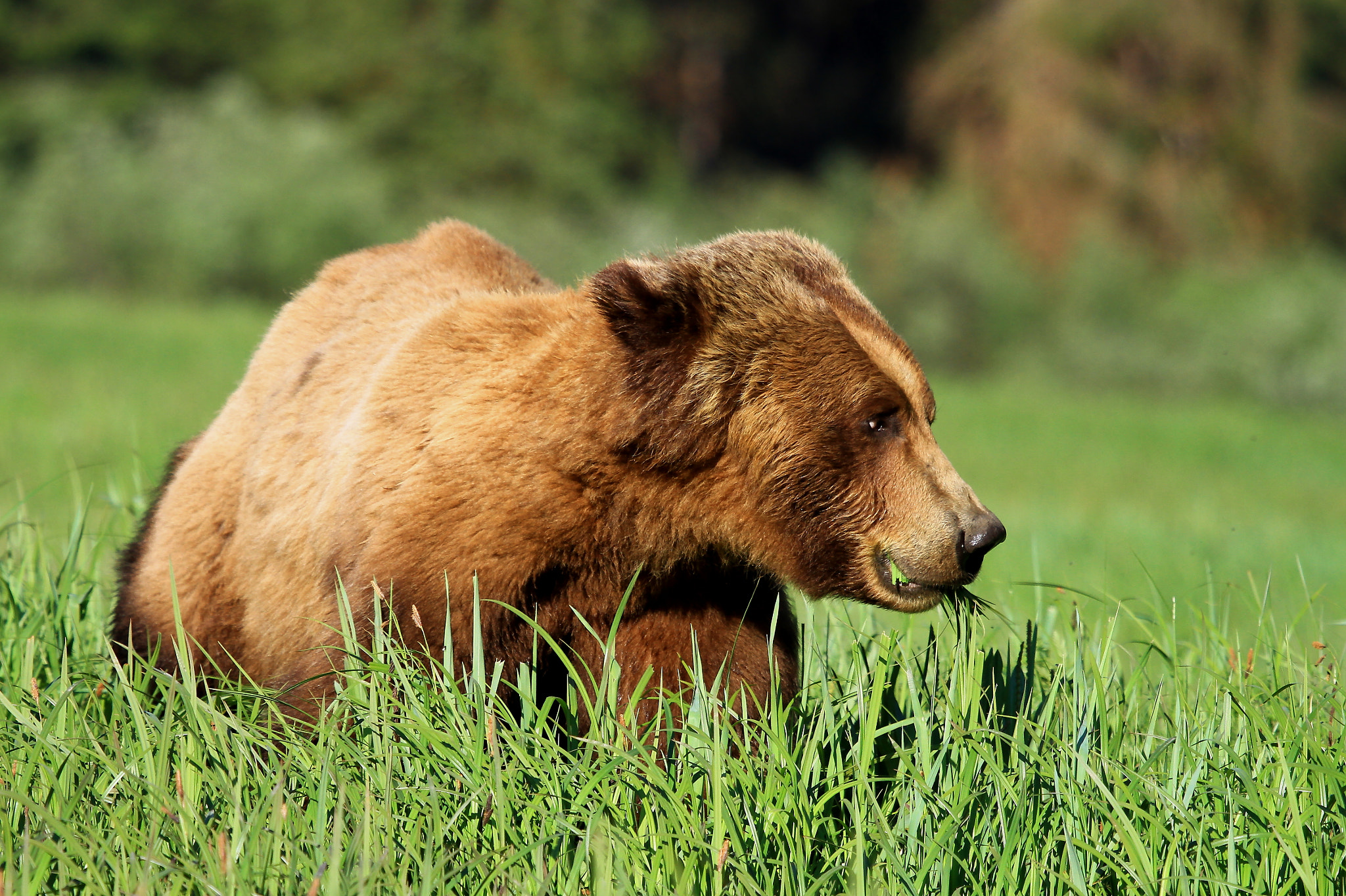 Canon EOS 7D sample photo. Grizzly bear brunch photography