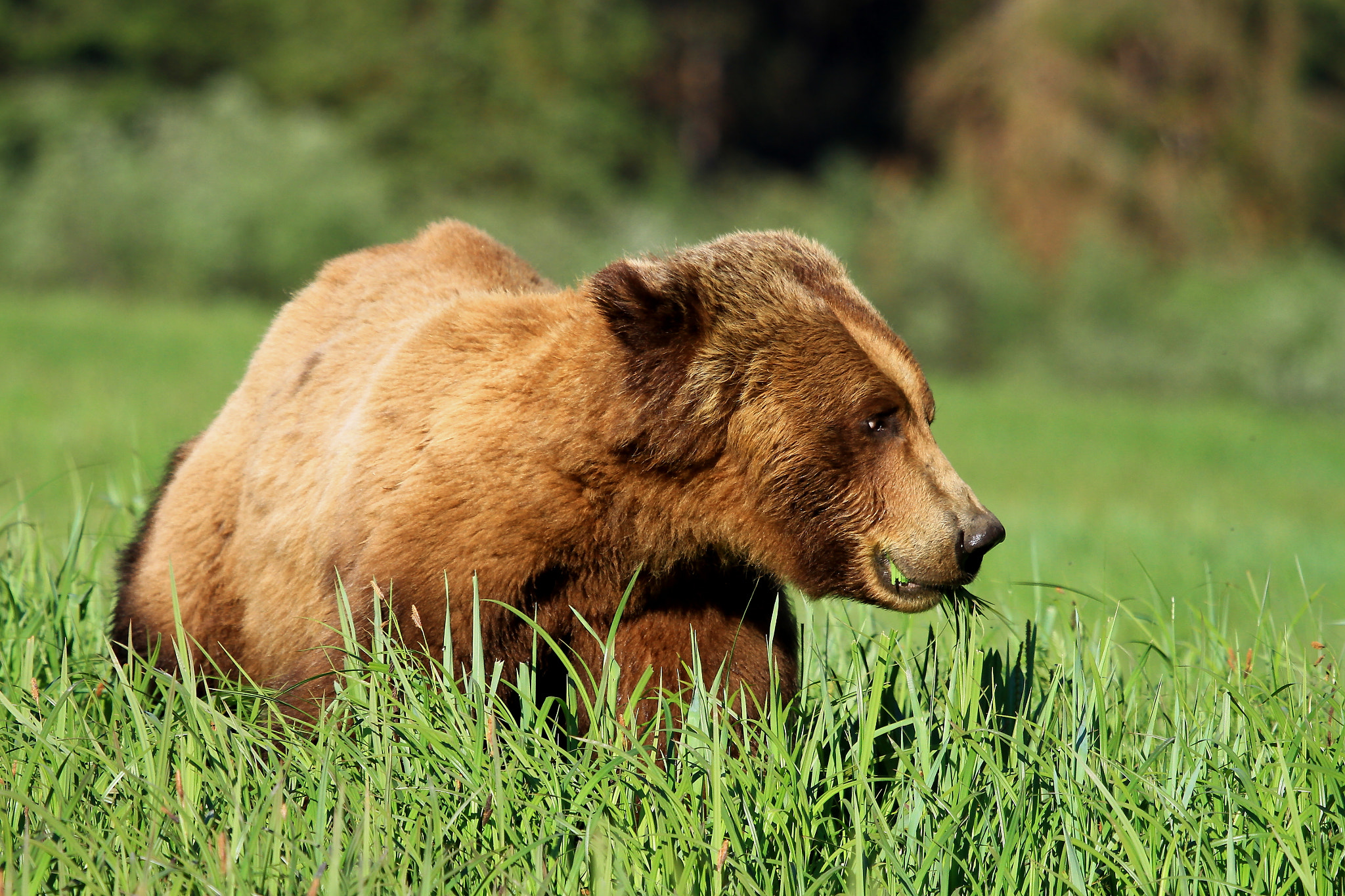 Canon EF 100-400mm F4.5-5.6L IS USM sample photo. Grizzly bear brunch photography