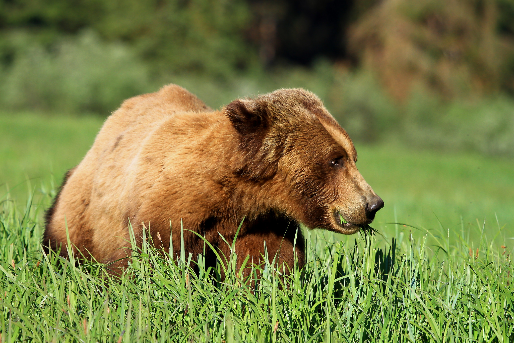 Canon EOS 7D + Canon EF 100-400mm F4.5-5.6L IS USM sample photo. Grizzly bear brunch photography