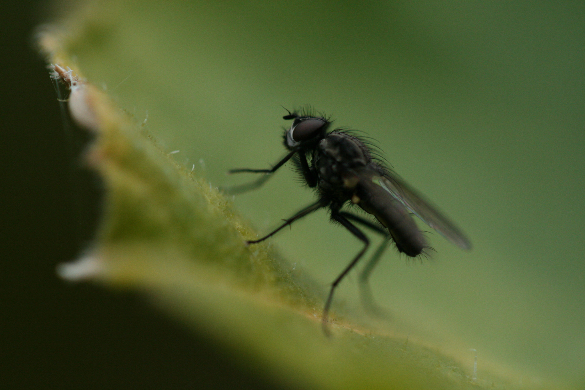 Canon EF 100mm F2.8 Macro USM sample photo. Fly photography