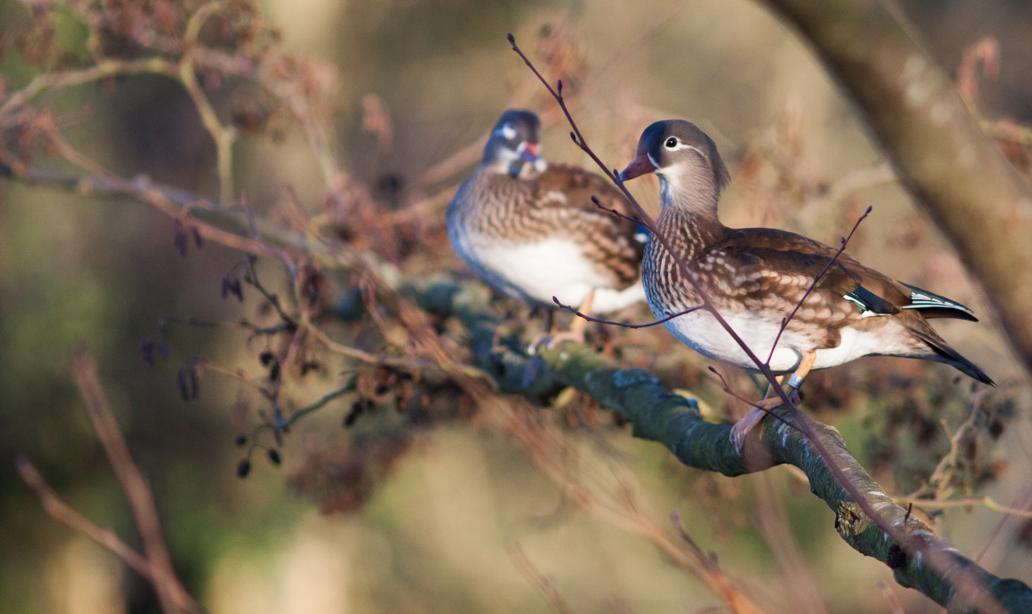 Canon EOS 50D + Canon EF 200mm F2.8L II USM sample photo. Female mandarin (aix galericulata) photography