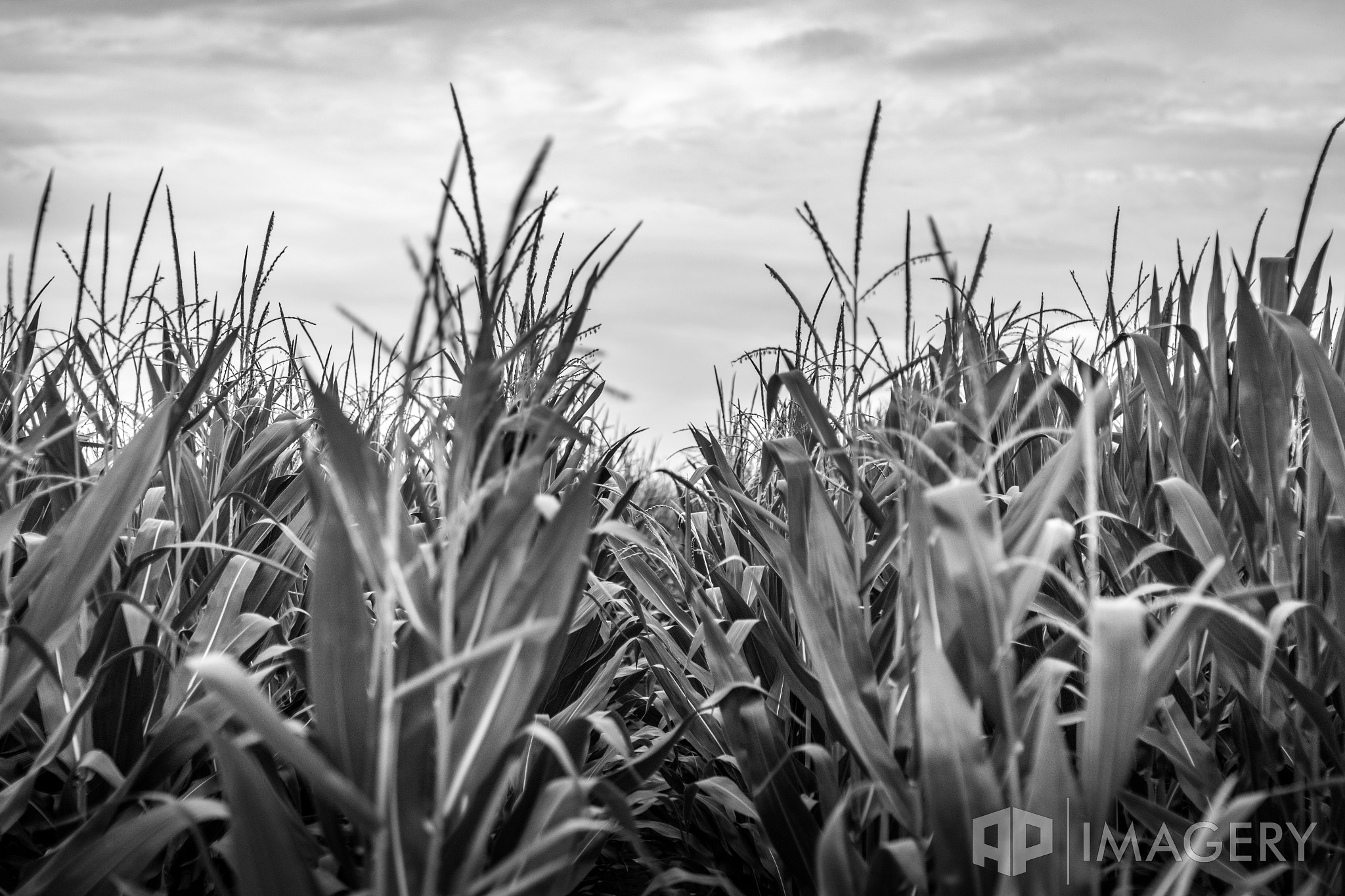 Canon EOS 7D Mark II sample photo. Rows of corn photography