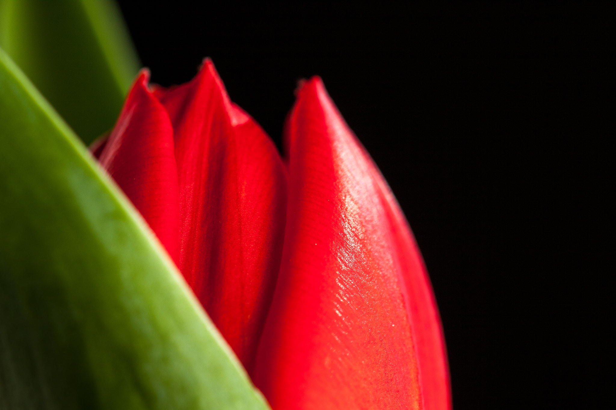 Sigma 105mm F2.8 EX DG OS HSM sample photo. Red tulip 2 photography