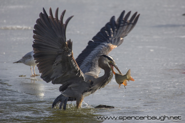 Canon EOS 60D sample photo. Blue heron photography