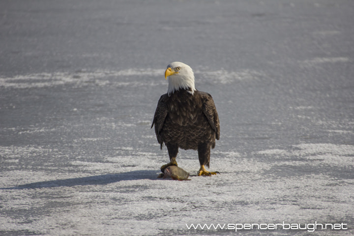 Canon EOS 60D sample photo. Bald eagle photography