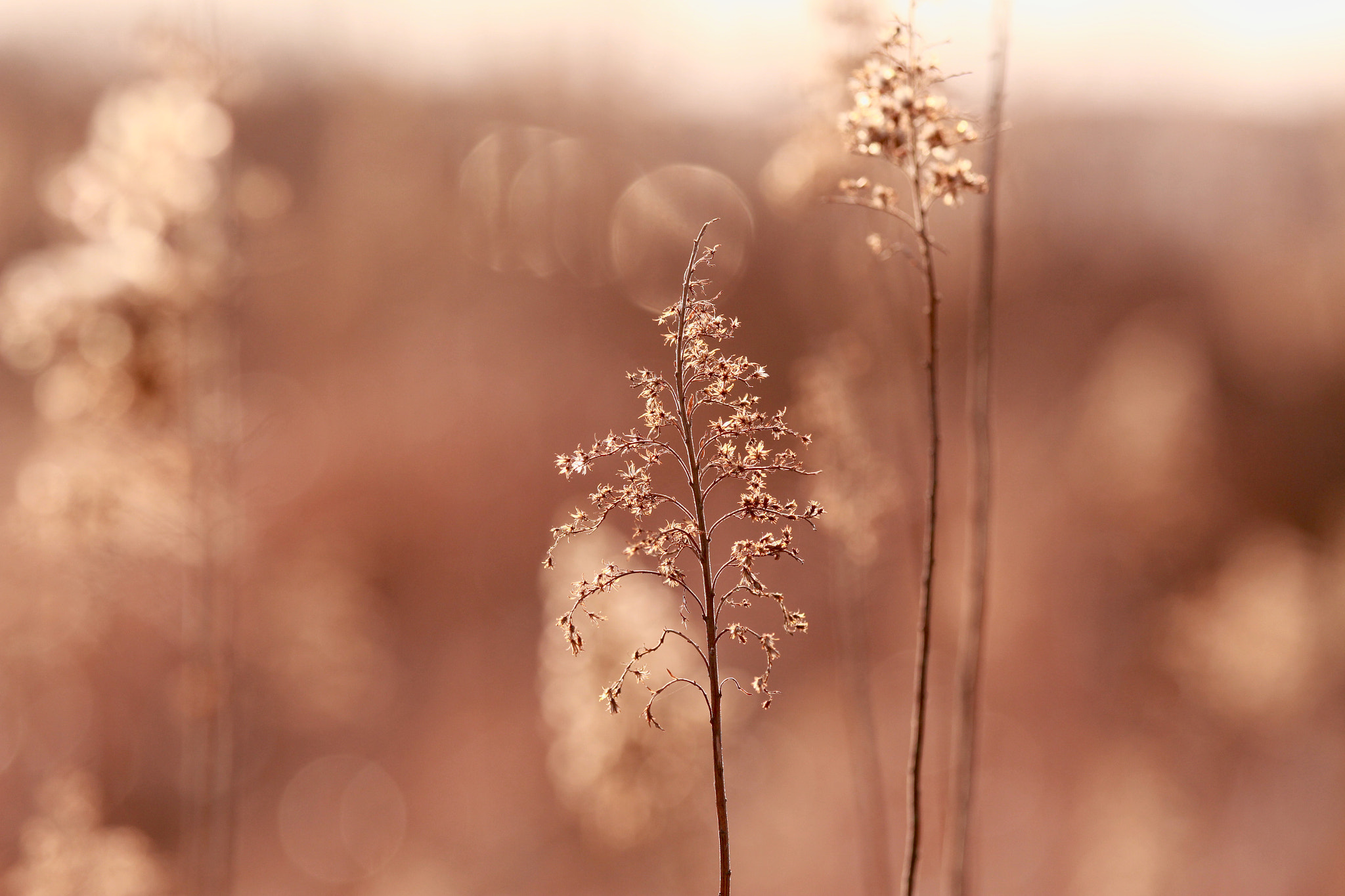 Canon EOS 100D (EOS Rebel SL1 / EOS Kiss X7) sample photo. 枯れ草 photography