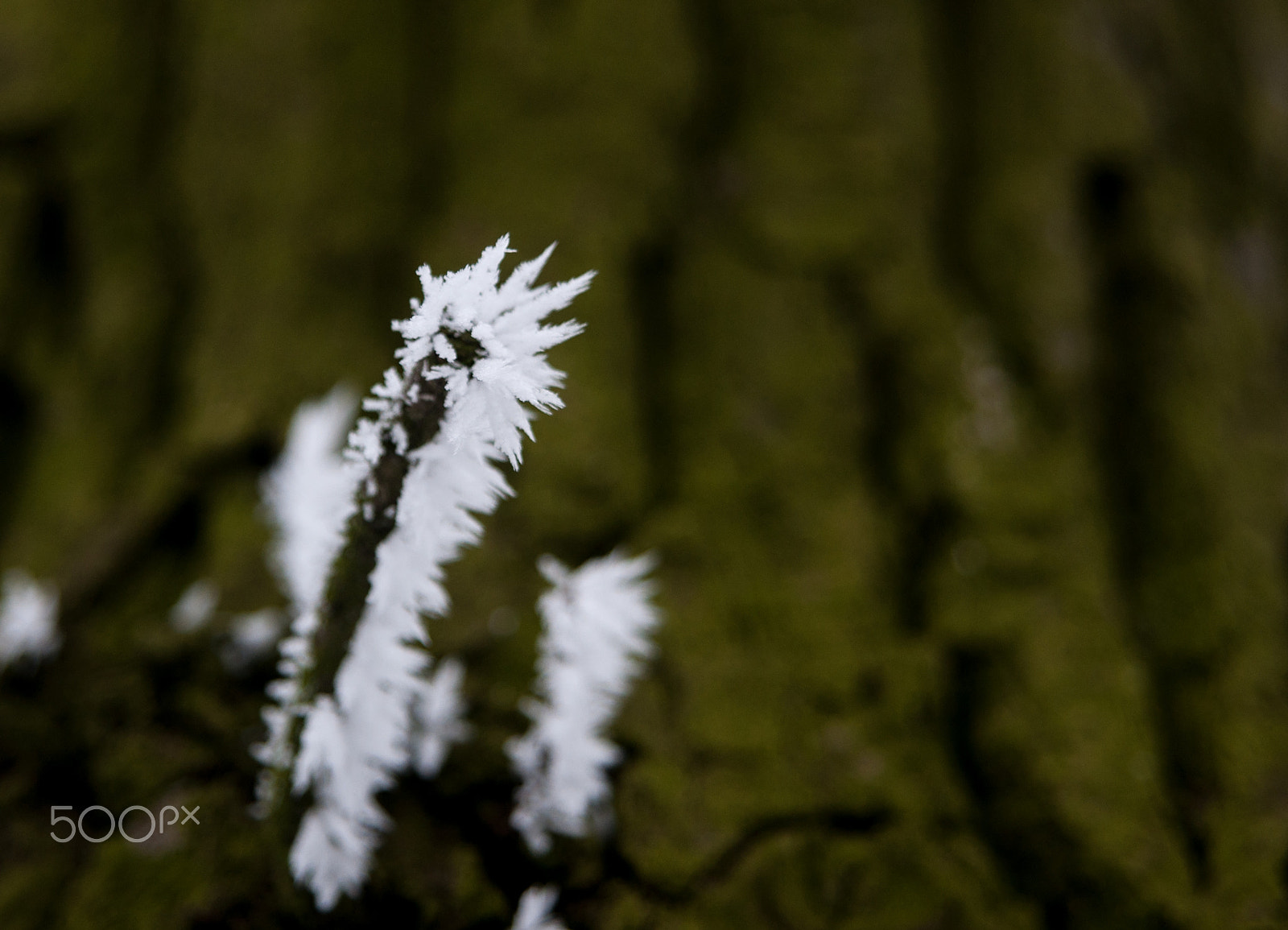 Sony Alpha DSLR-A700 + 24-70mm F2.8 sample photo. Frozen photography