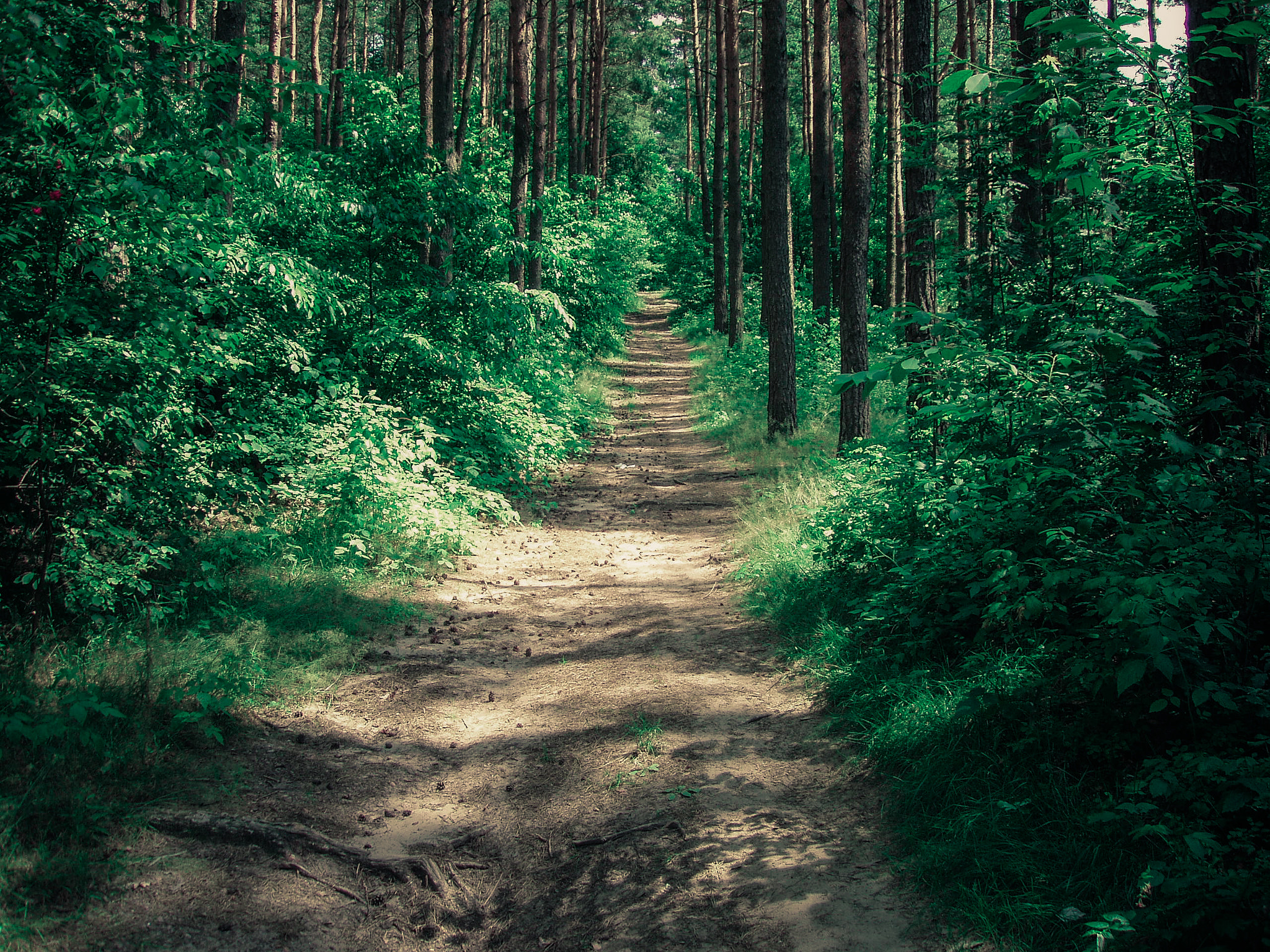 Olympus C-5000Z sample photo. Magical forrest :) photography