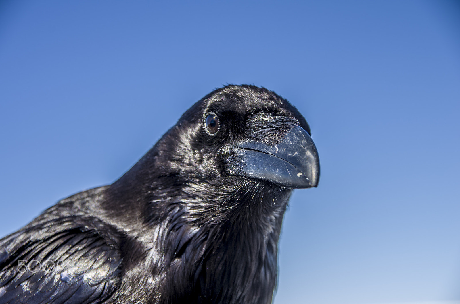 Pentax K-5 sample photo. Raven photography