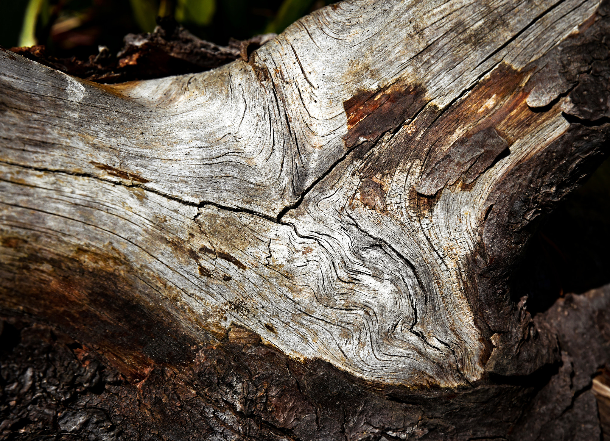 Nikon D5500 sample photo. Detail on old mountain pine branch photography